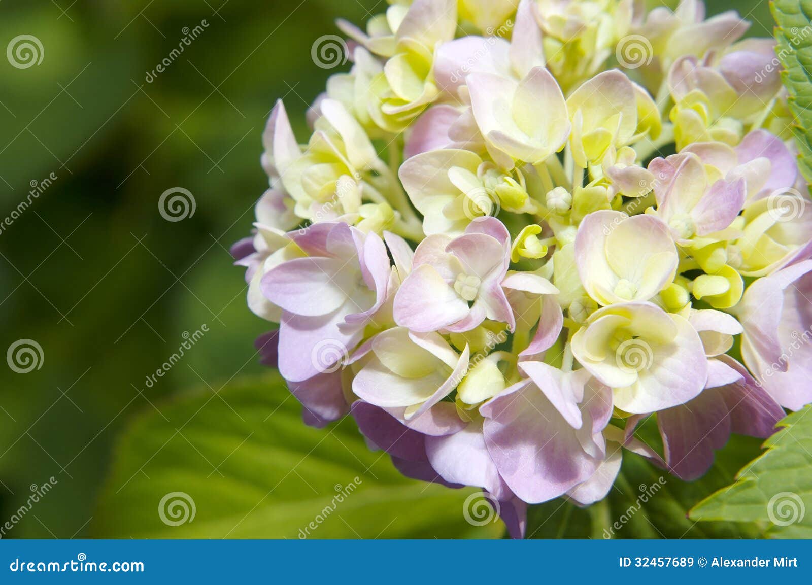 mophead hydrangea blooms