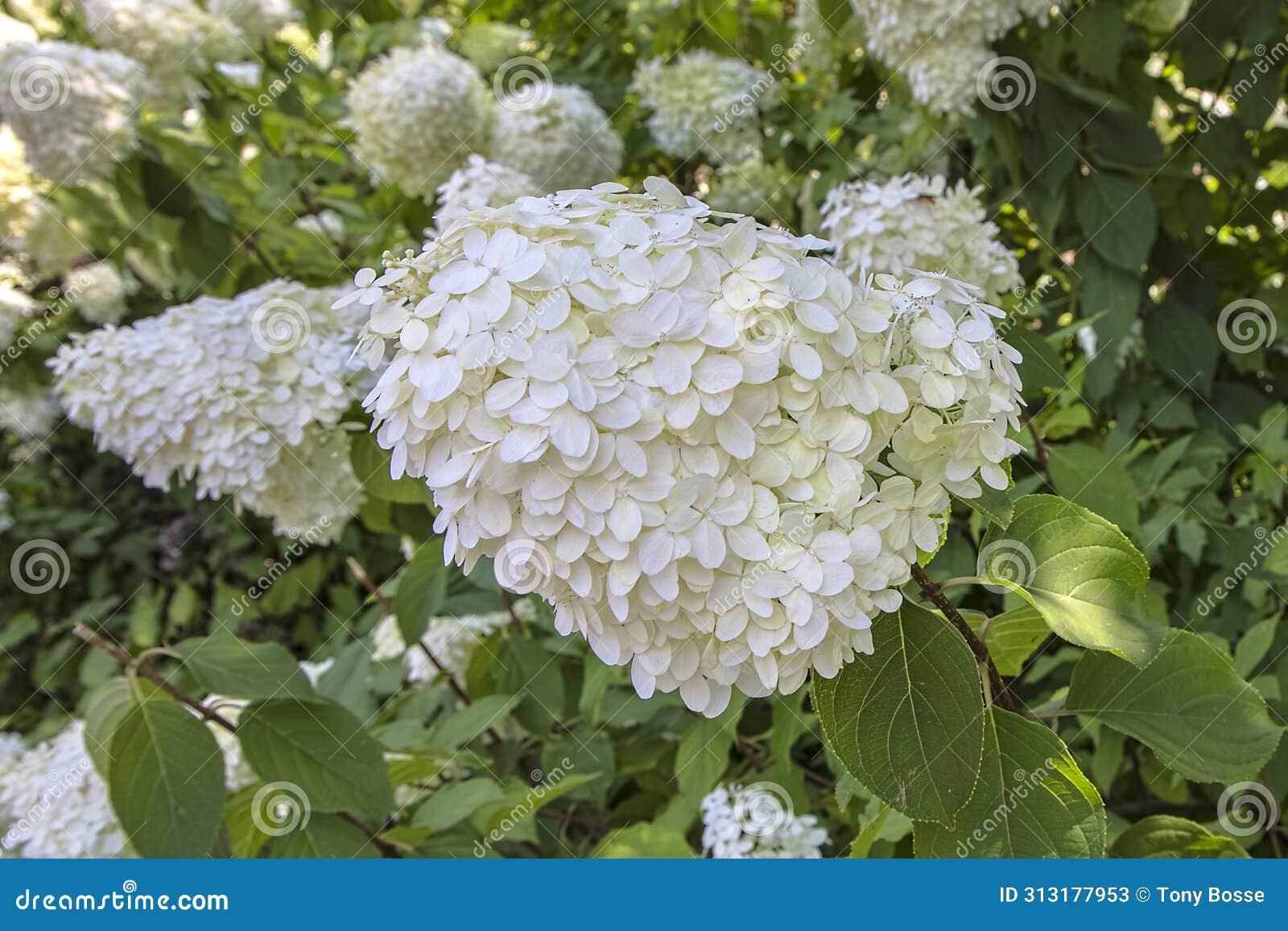 mophead hydrangea, closeup