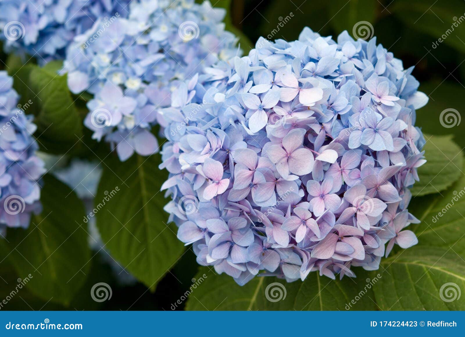 blue mophead hydrangea flowers- endless summer