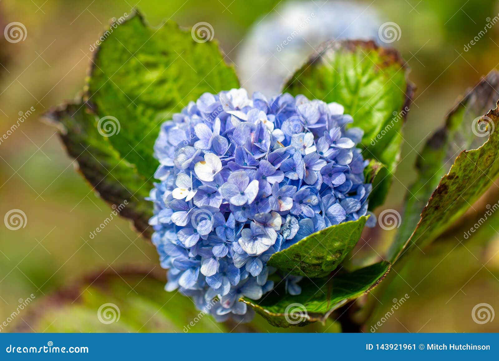 mophead hydrangea growing in the field