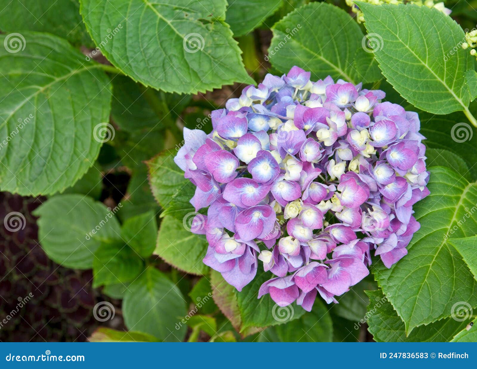 mophead hydrangea `enziandom`