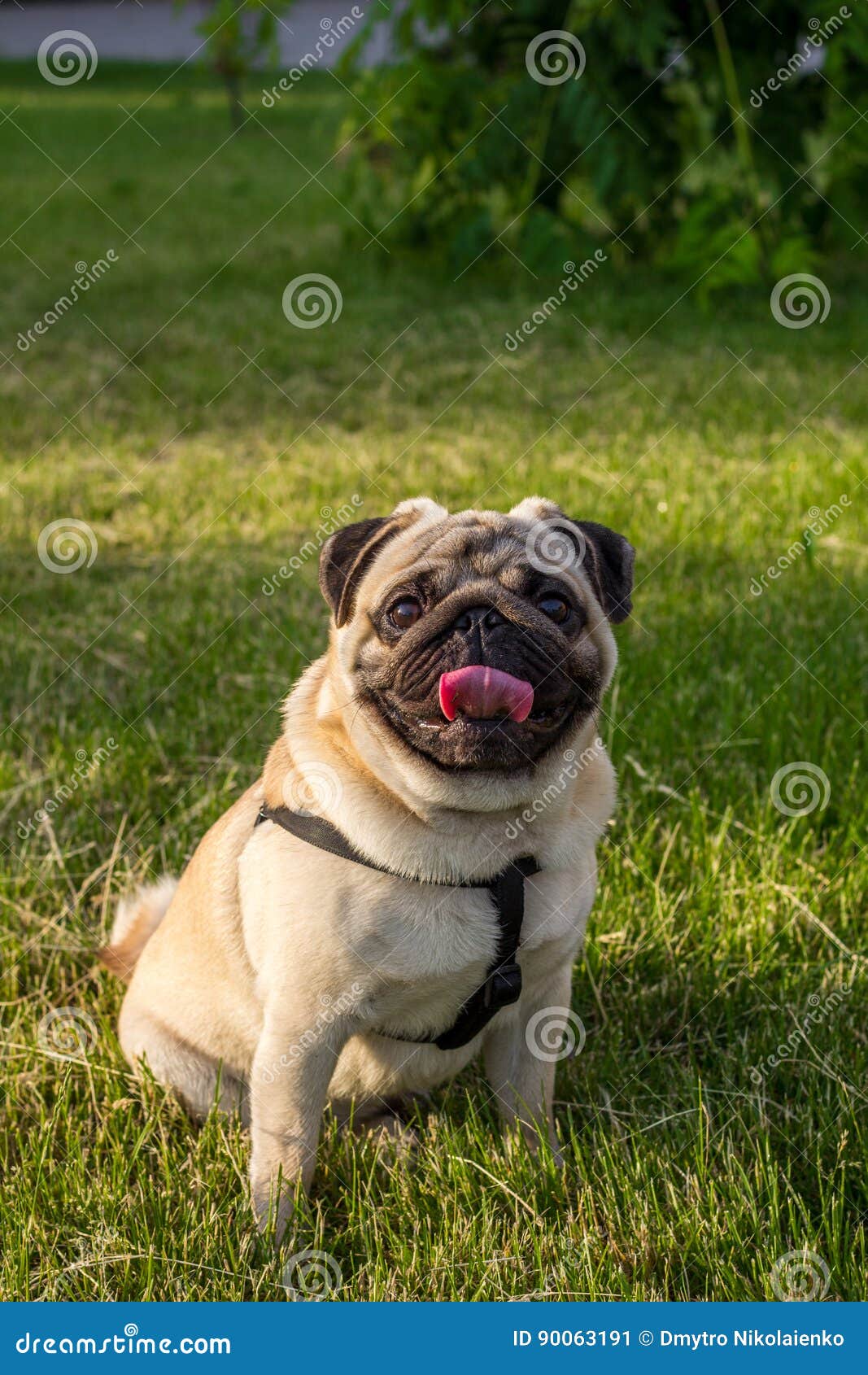 Какие овощи можно давать мопсу щенку. Мопс гладкошерстный. Овощи мопсу. Мопс ест корм. Овощи мопсу.