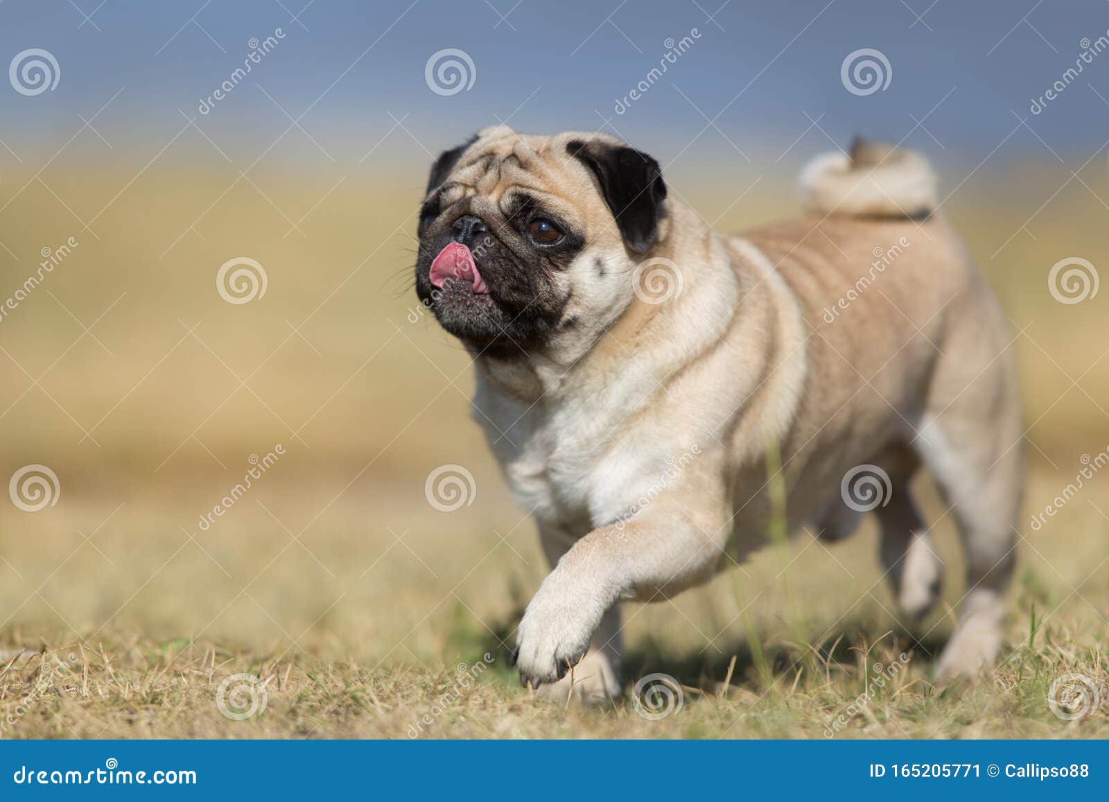 Mops run outdoor stock image. Image of head, park, nature 165205771
