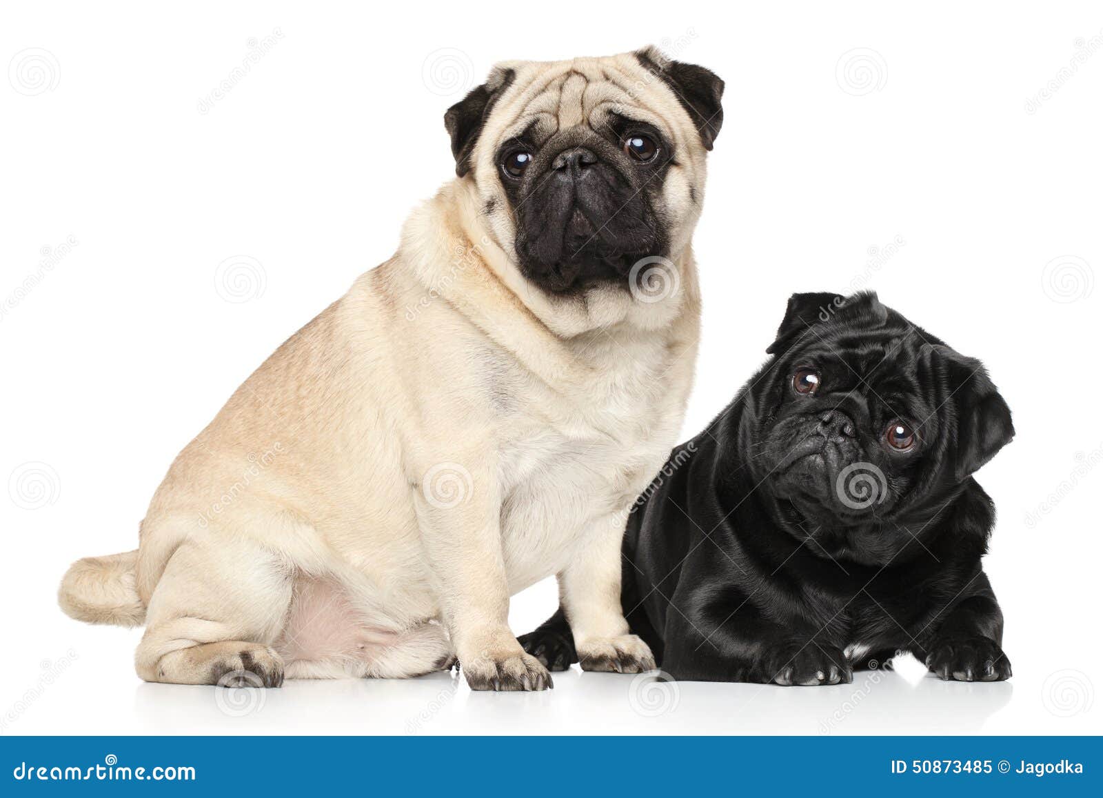 Mops svart och brunt fotografering för bildbyråer. Bild av hemhjälp