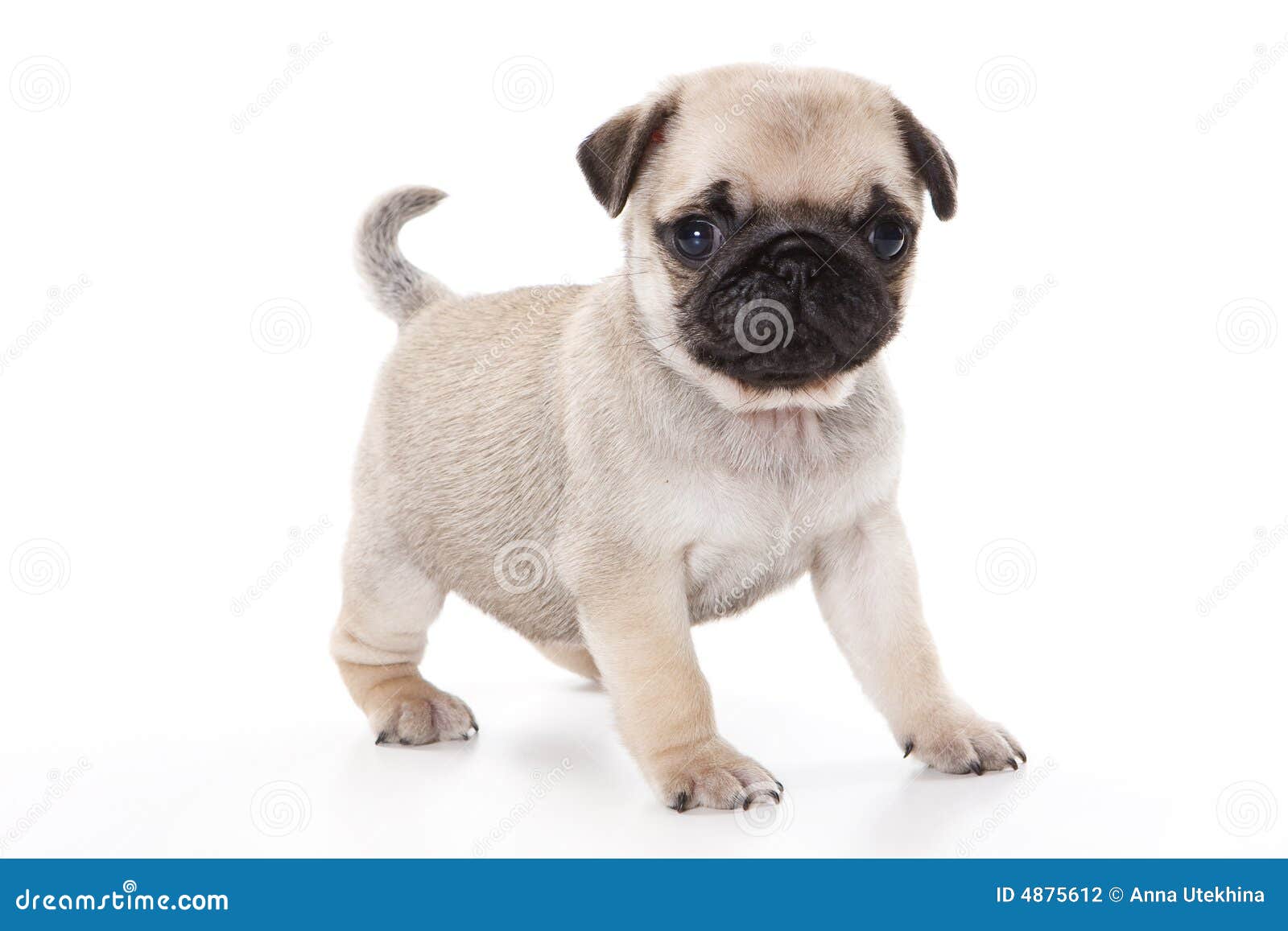 Mopsvalp arkivfoto. Bild av bakgrund, plattform, framdel 4875612