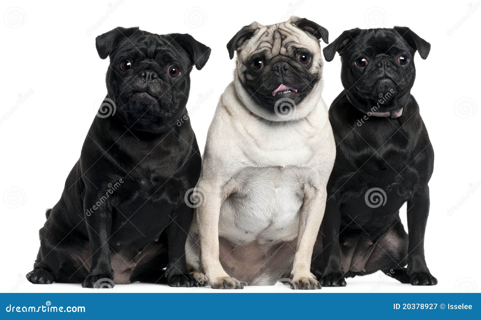 1,298 Mopsy zdjęć stockowych bezpłatne i z licencją Royalty Free od