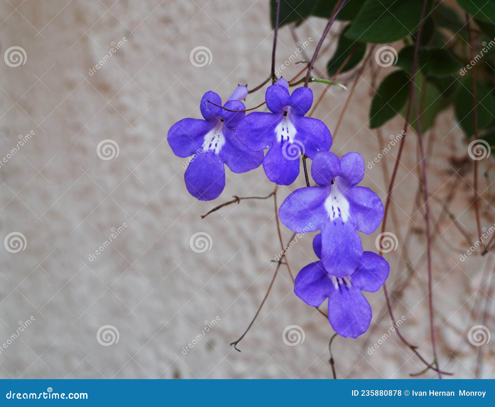 Morada de flores moradas. foto de archivo. Imagen de cubo - 235880878