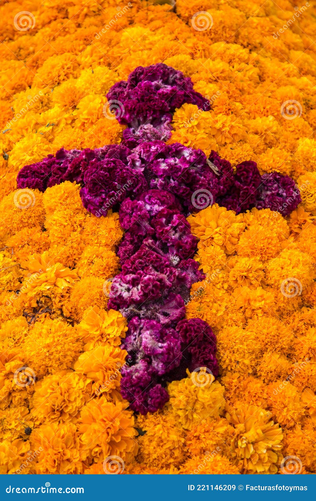 Morada Naranja Amarilla Y Celosia Rosa De La Flor Mexicana Del Día De Los  Muertos Imagen de archivo - Imagen de muerto, recorrido: 221146209