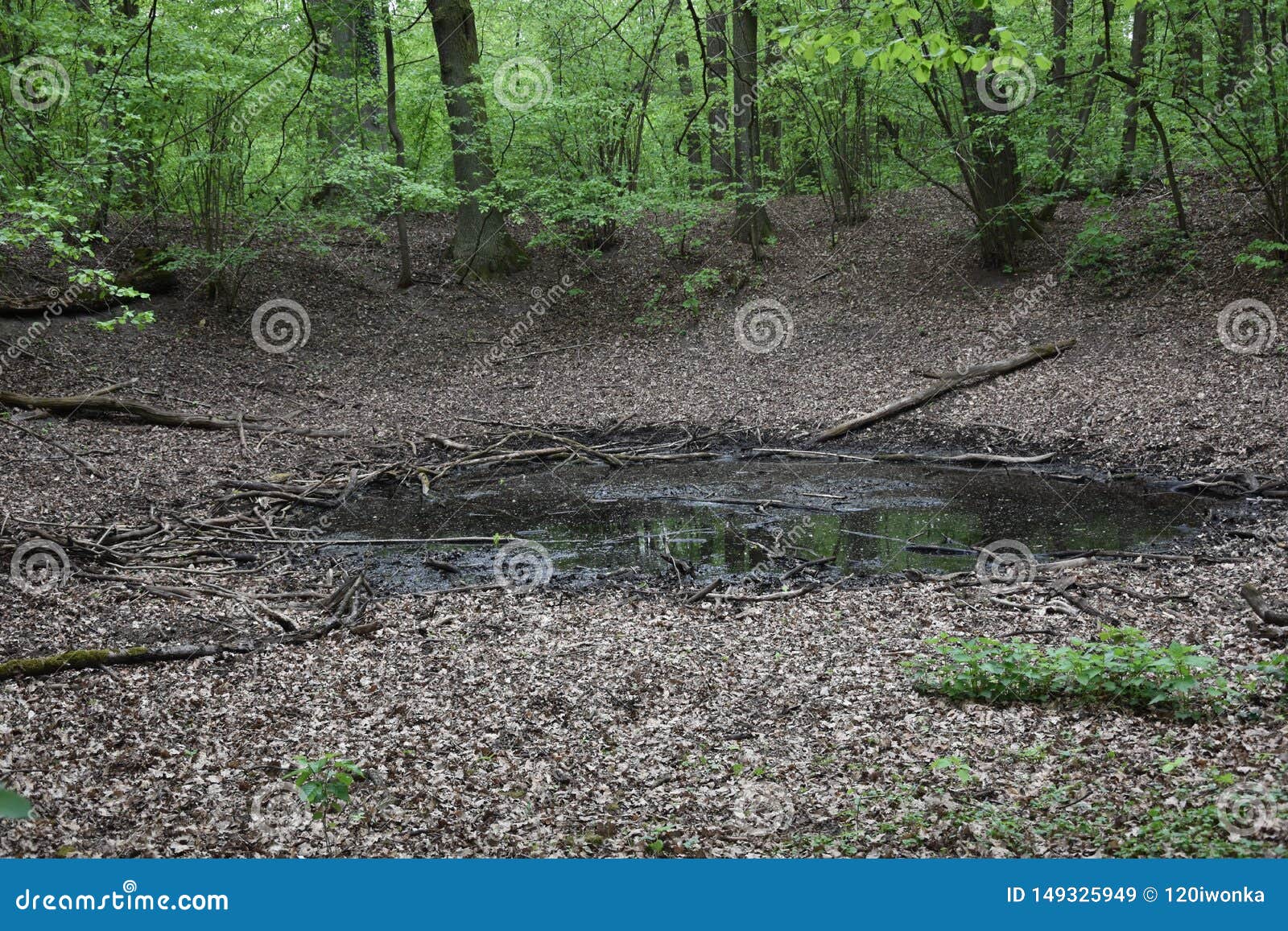 bånd lilla Betjening mulig The Morasko Meteorite Nature Reserve, Europe Stock Image - Image of forest,  landscape: 149325949