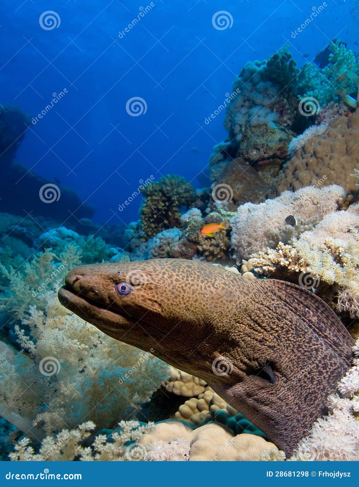 Head of Moray, Red Sea