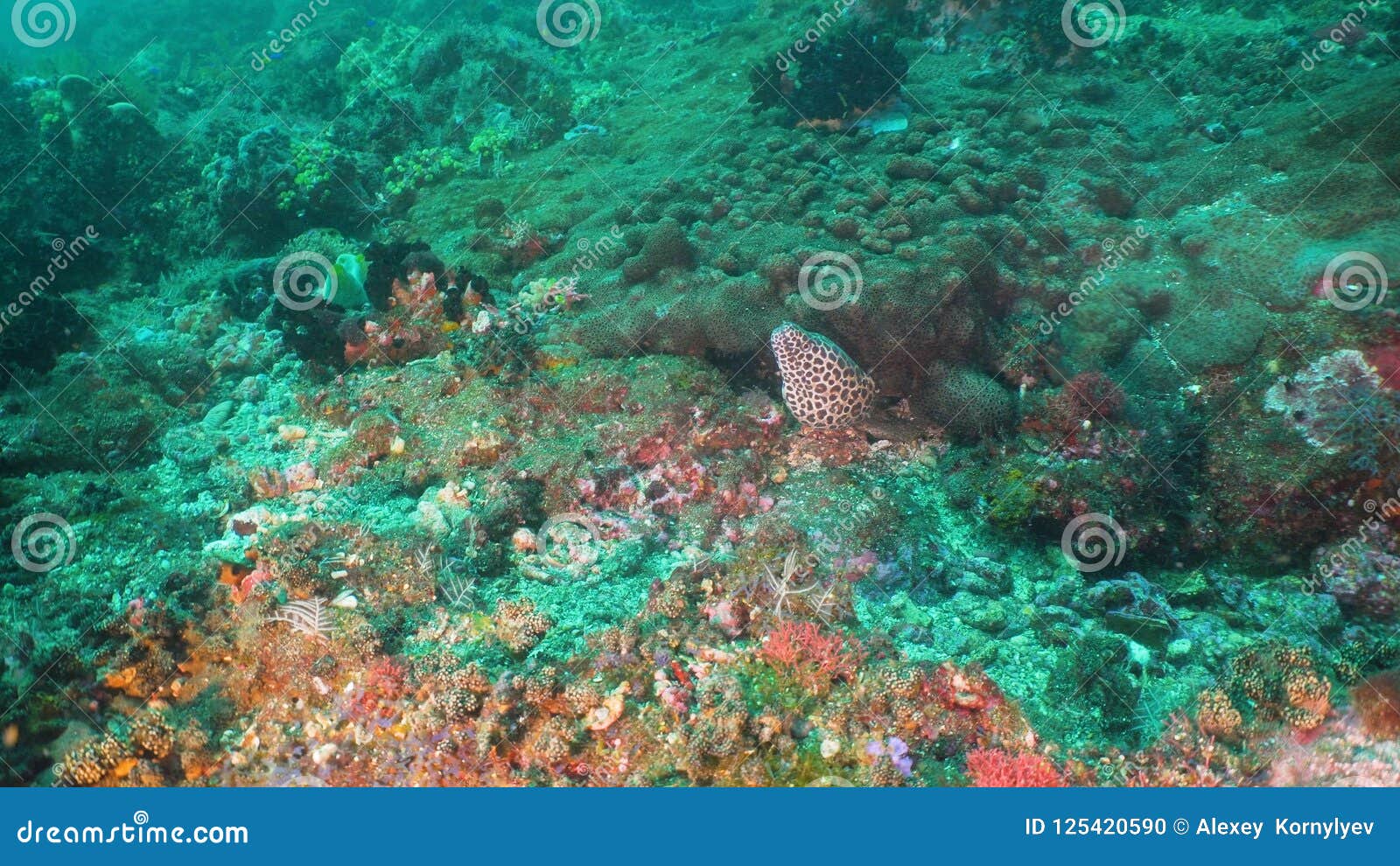 Moray on the coral reef. stock photo. Image of coral - 125420590