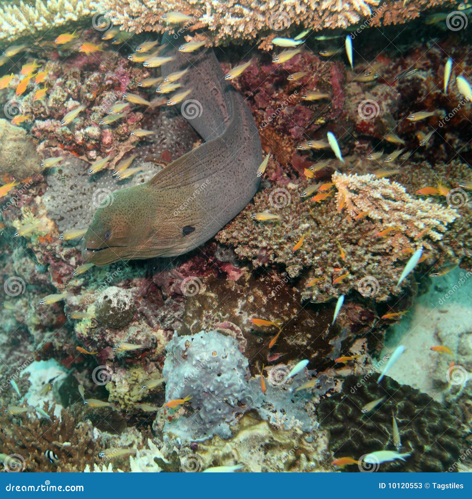 Moray eel stock image. Image of freedom, asia, moray - 10120553