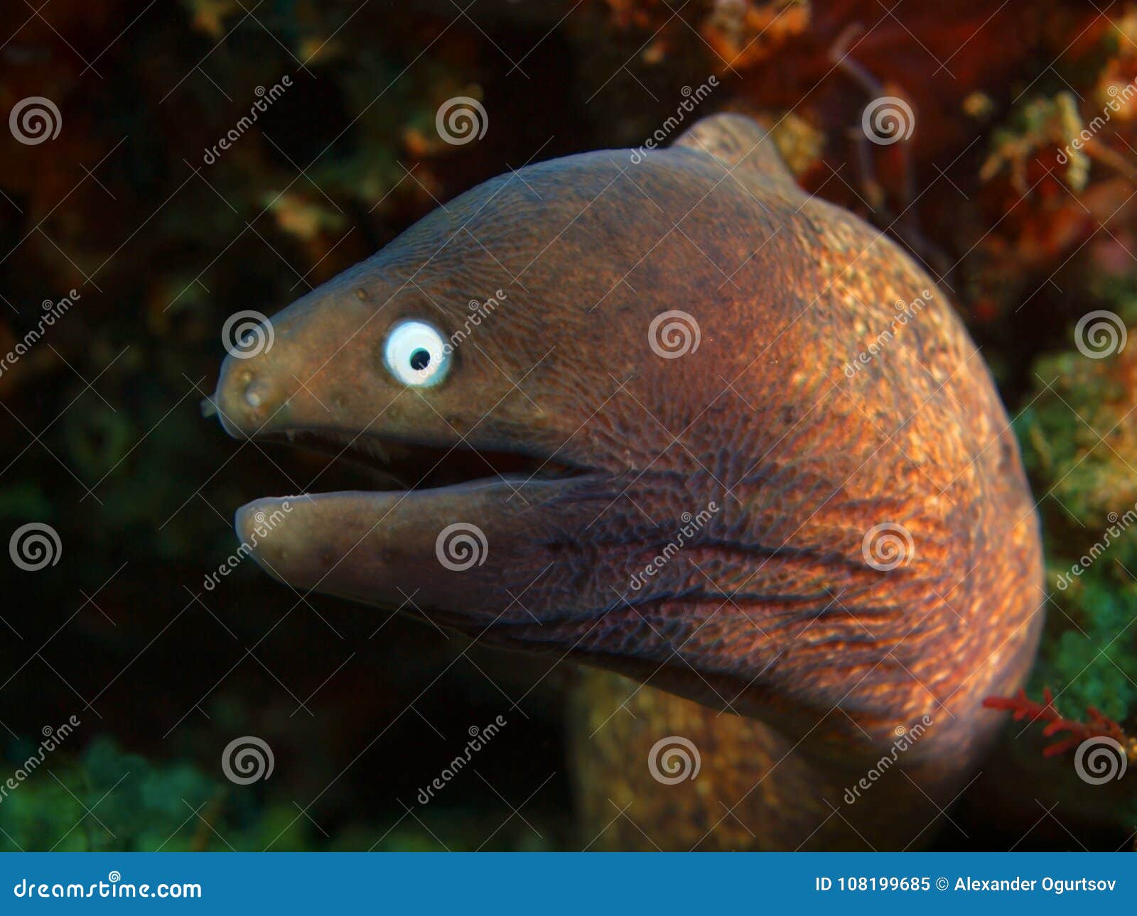 Moray Eel imagen de archivo. Imagen de filipinas, moralidad 108199685