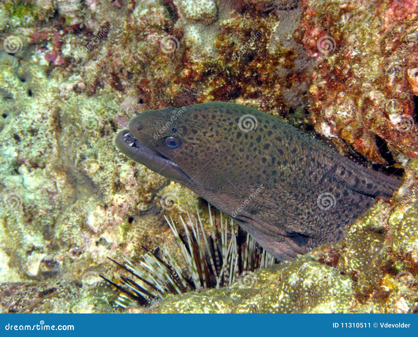 Moray eel. stock image. Image of tropical, coral, marine - 11310511
