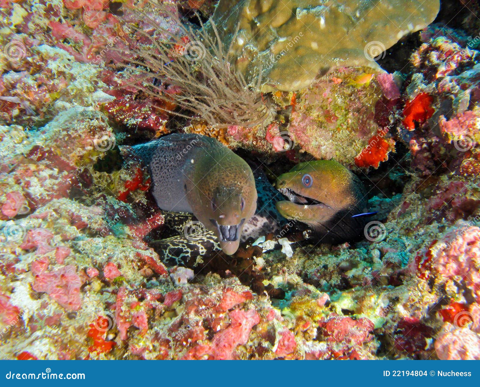 Moray Eel stock photo. Image of live, dive, maldive, moray - 22194804
