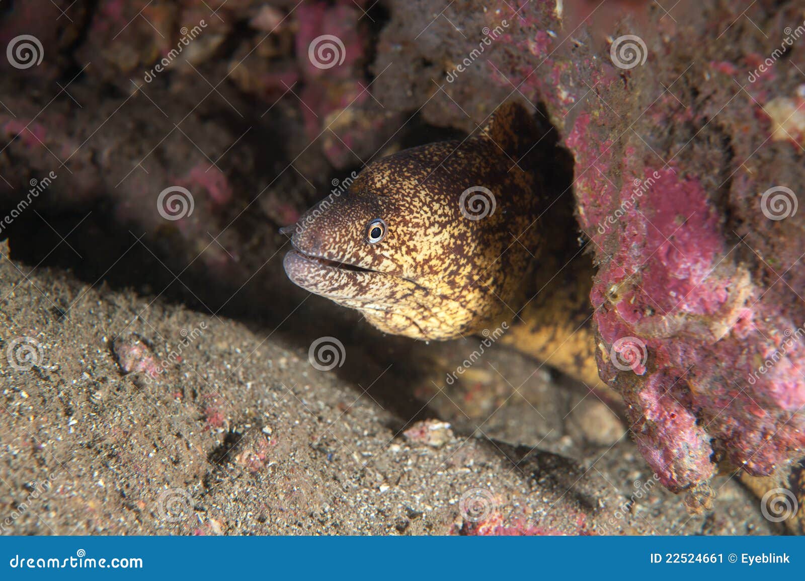 Moray eel stock image. Image of diving, face, fishing 22524661