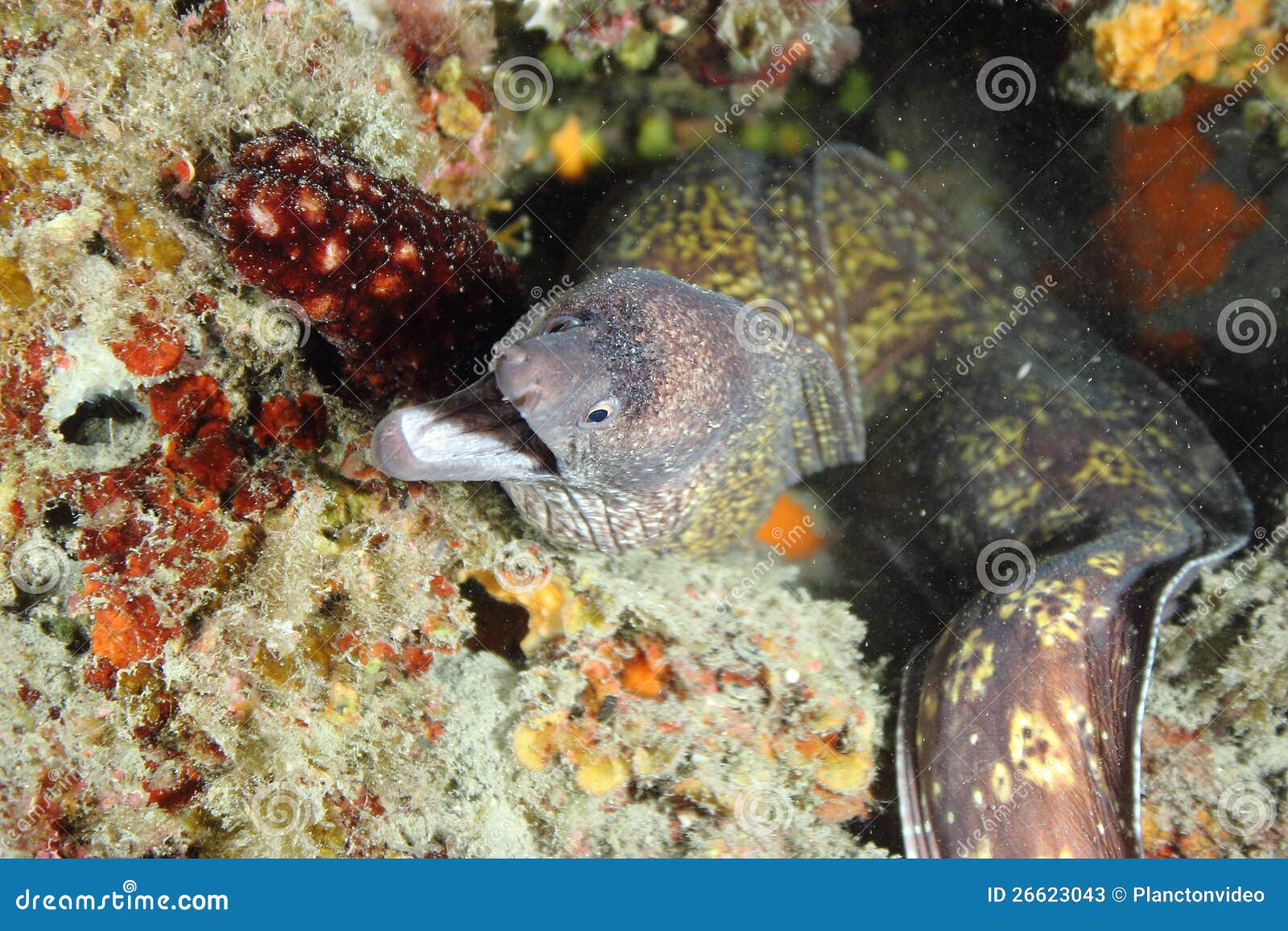 Moray Eel stock image. Image of adventure, underwater - 26623043