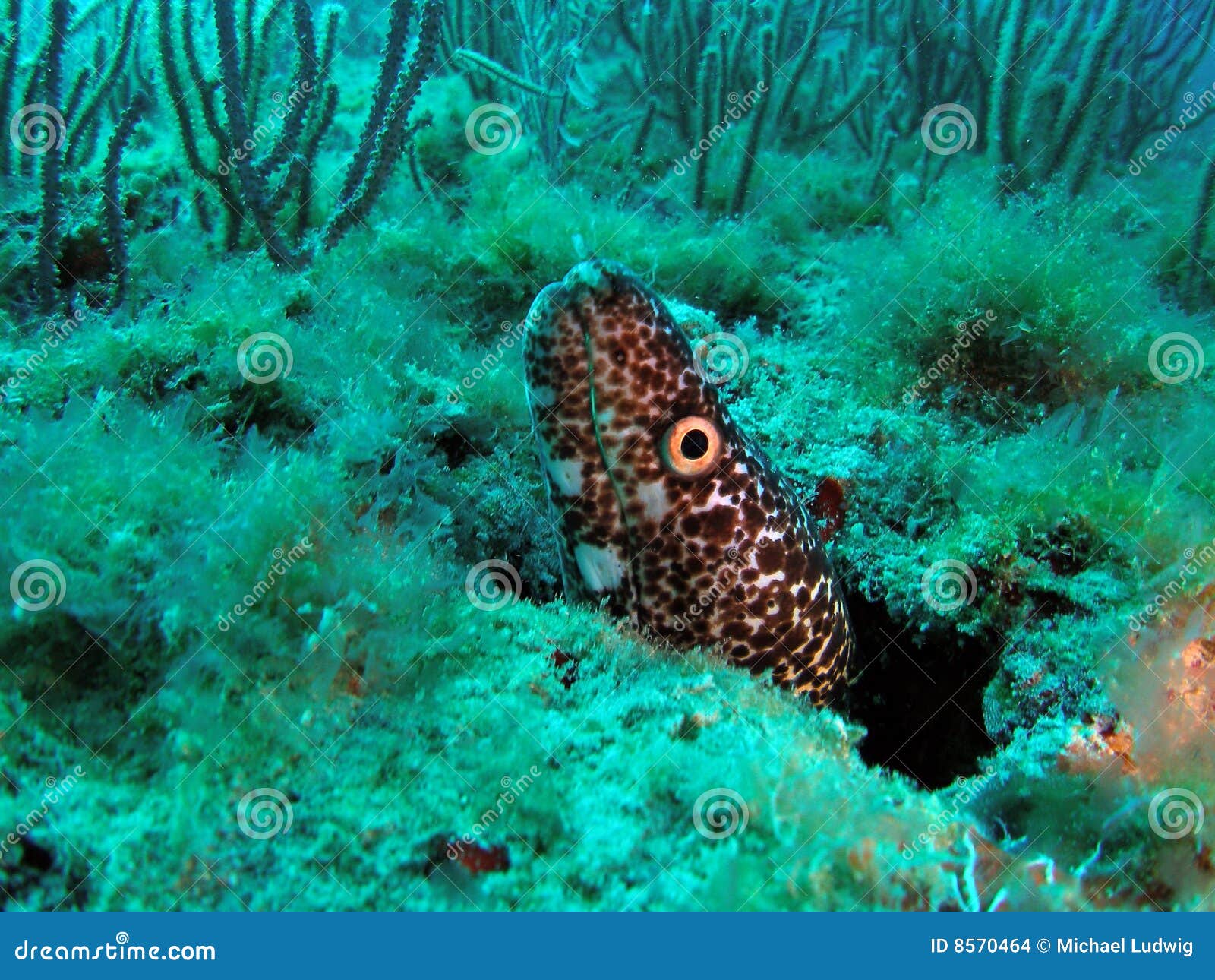 Moray Eel stock photo. Image of underwater, water, star 8570464
