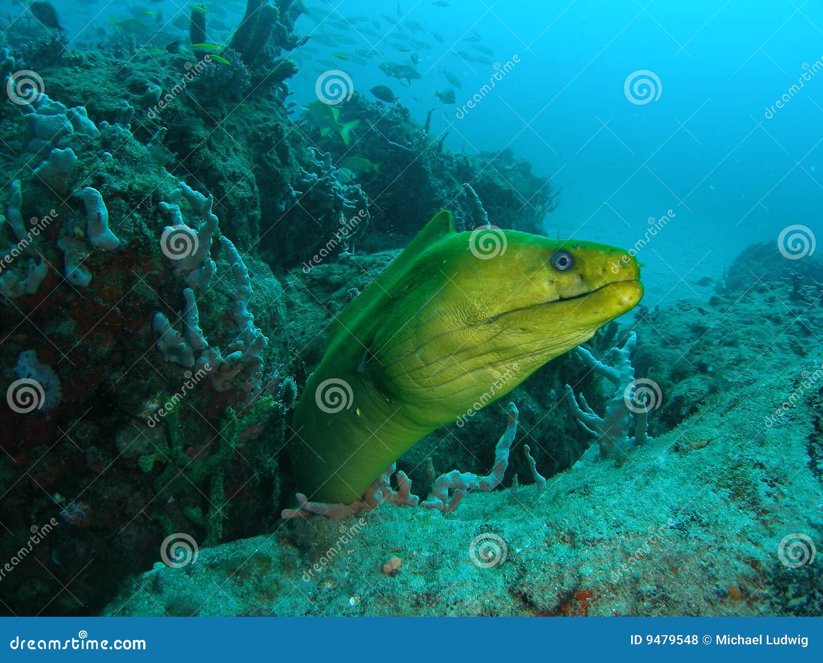 Moray Eel stock photo. Image of florida, underwater, saltwater 9479548