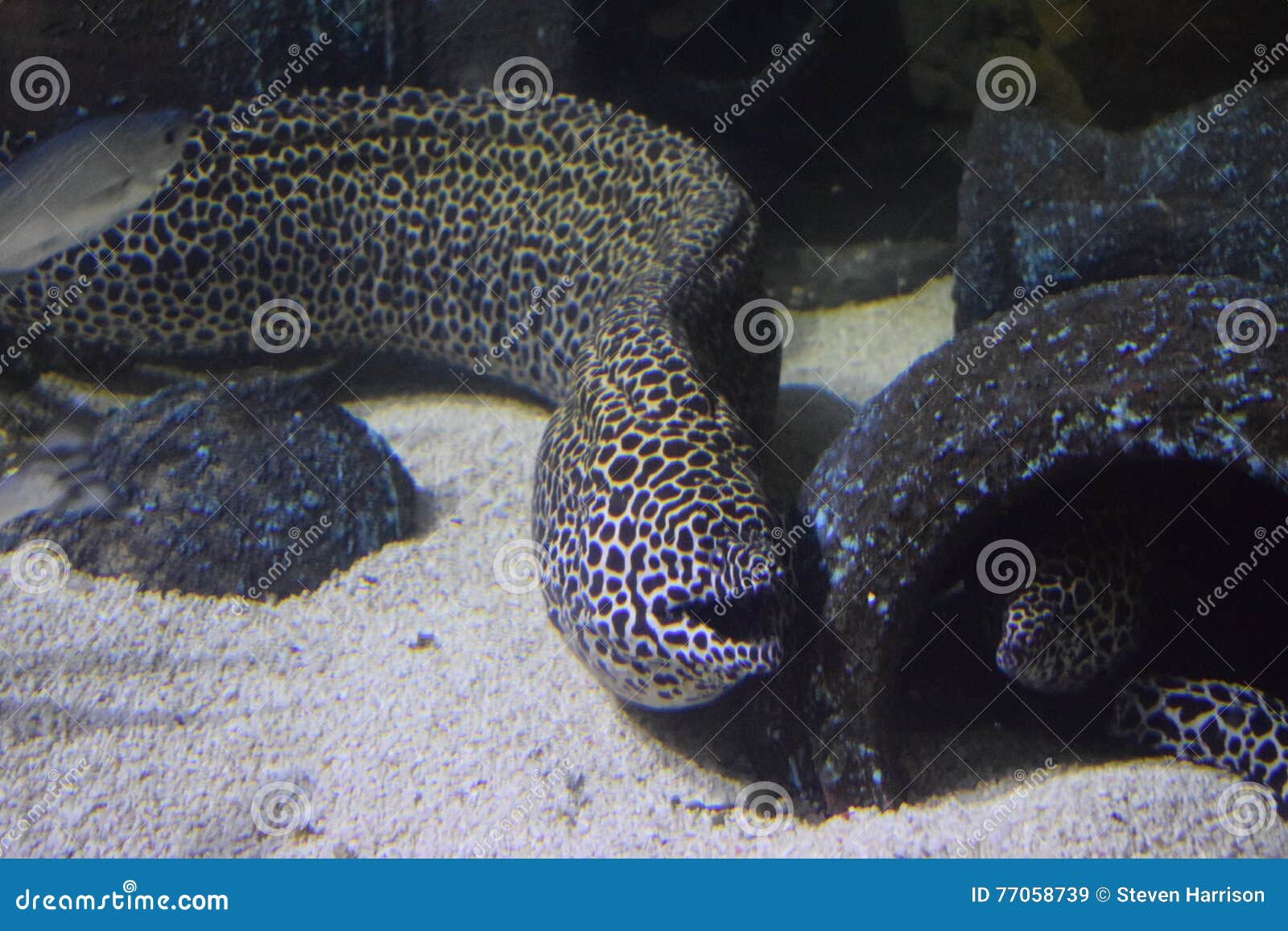 Moray Eel Aquarium stock image. Image of spotty, lights 77058739
