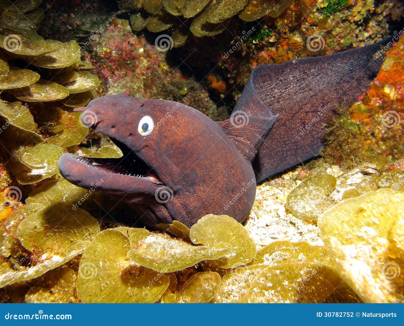 Moray eel stock photo. Image of ocean, diving, moray - 30782752