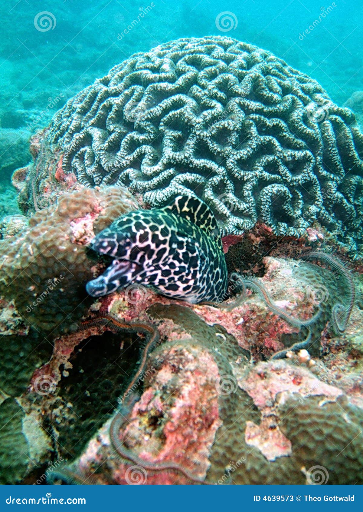 Moray eel in coral reef stock image. Image of nature, looking 4639573