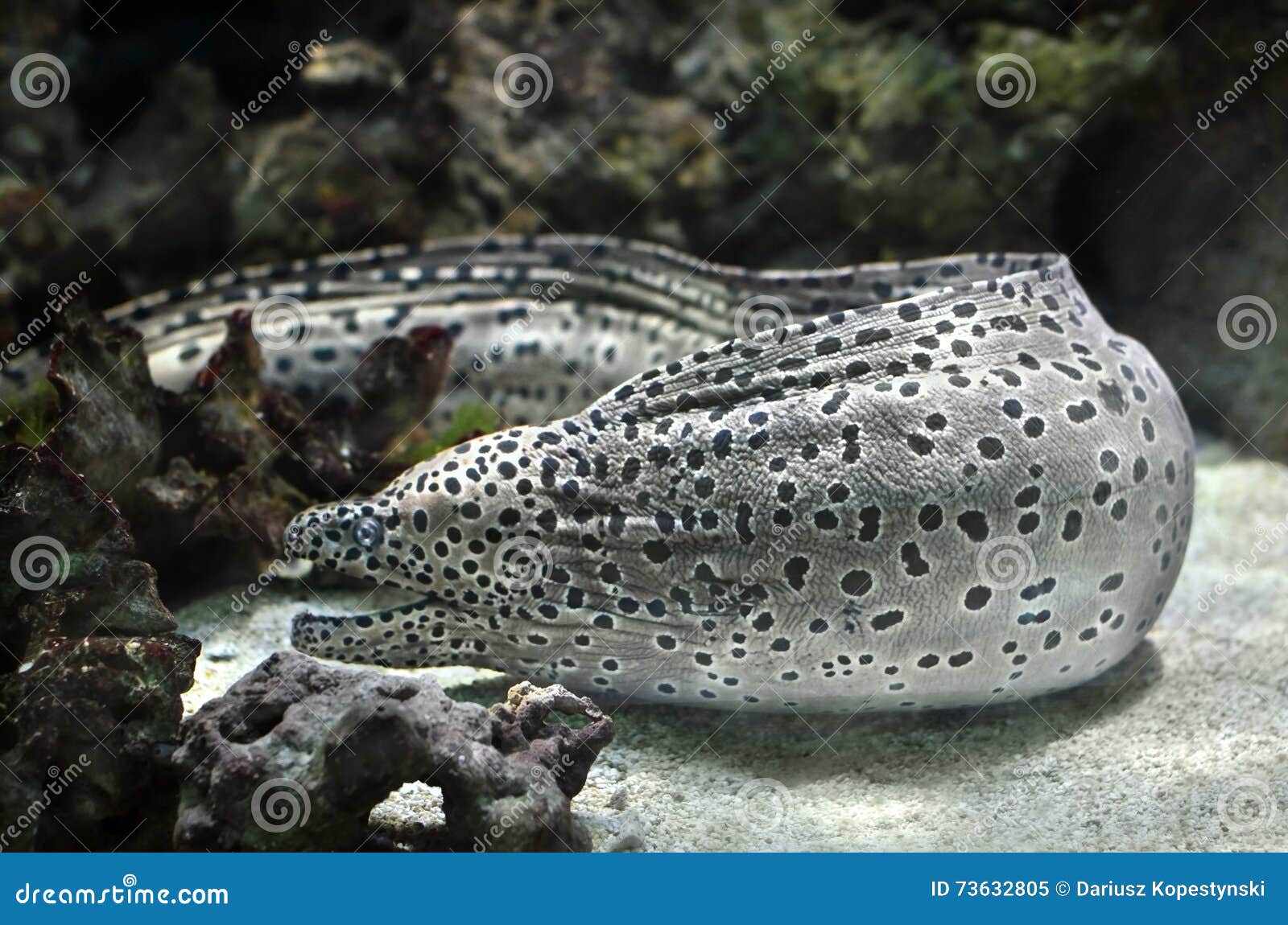 Moray eel stock image. Image of marine, deep, underwater 73632805
