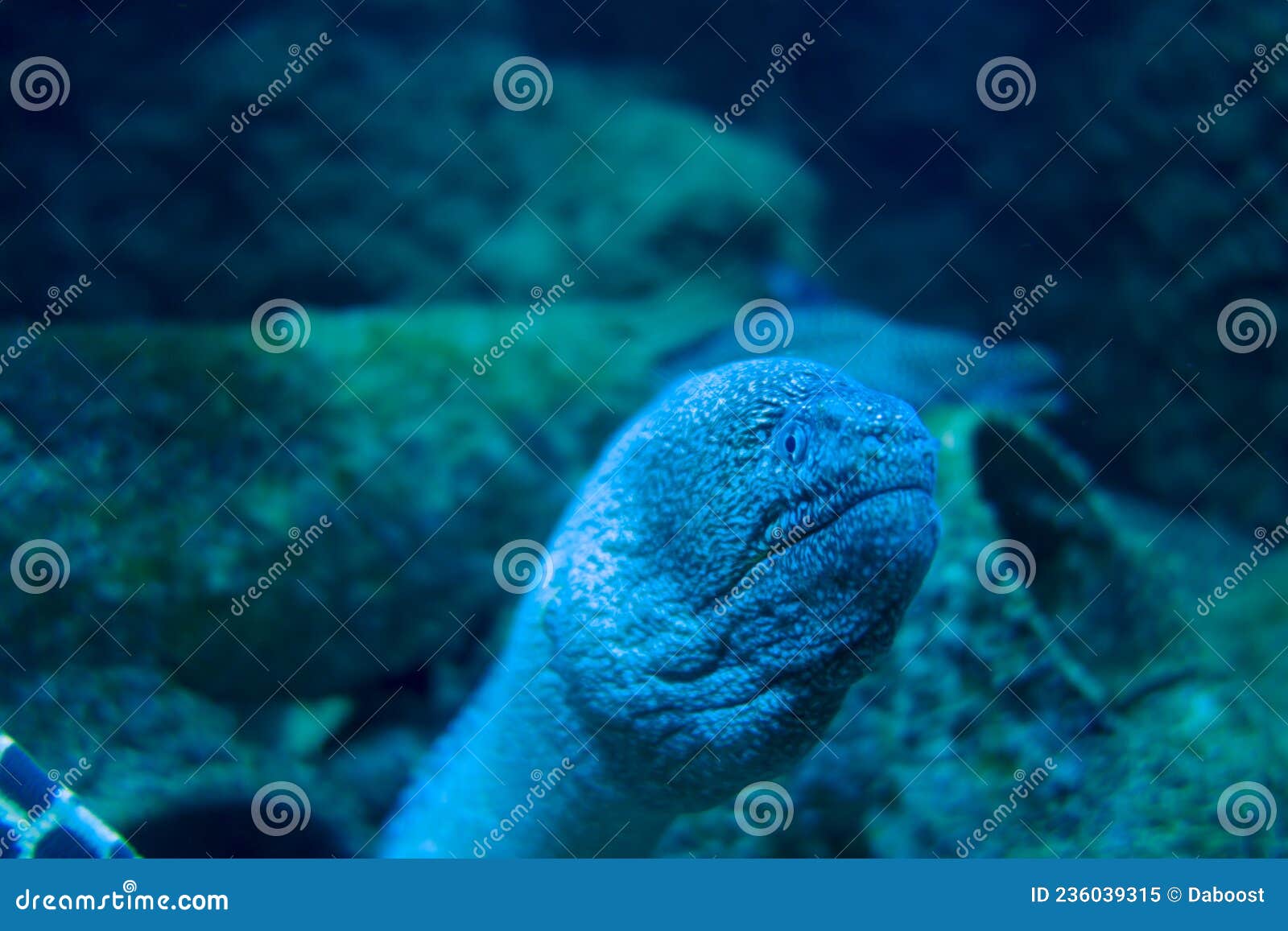 Moray eel in a coral reef stock image. Image of underwater 236039315