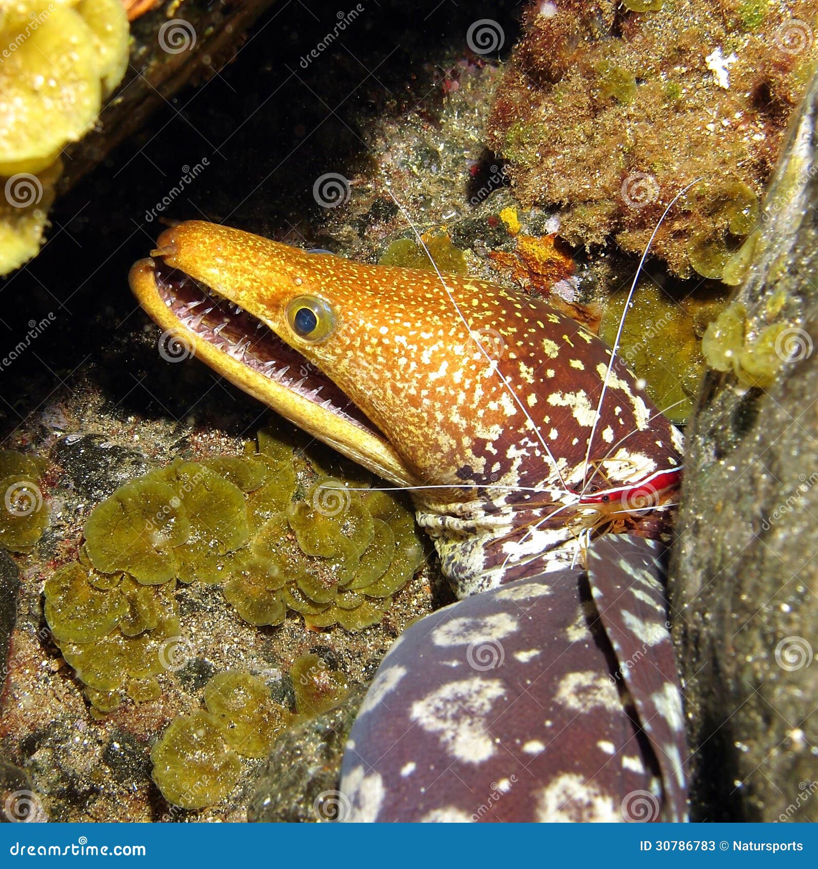 moray eel