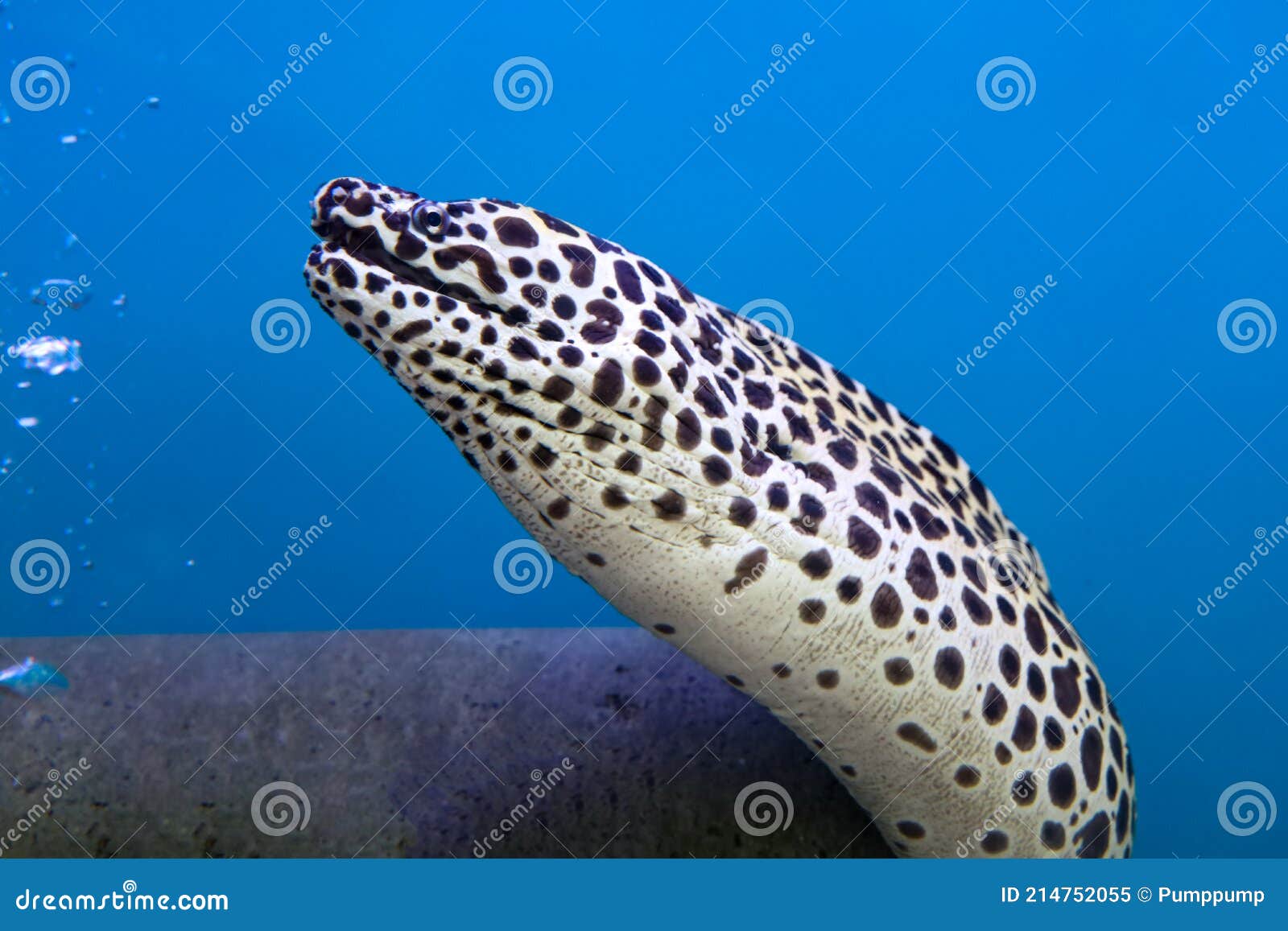 The Moray Eel Fish is Swimming in Water Stock Image Image of marine