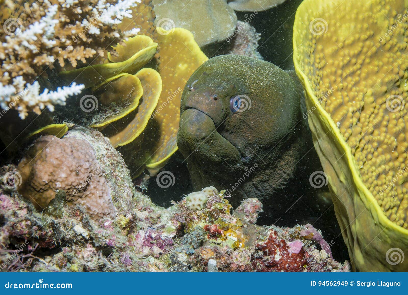 Moray Eel stock image. Image of great, ocean, australia 94562949
