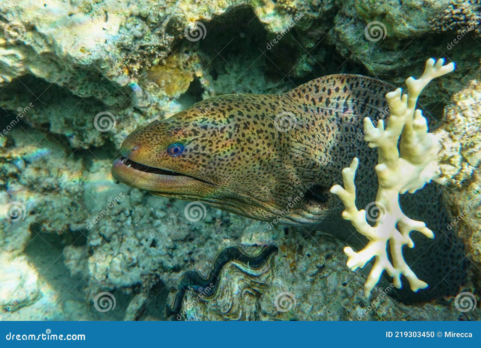 moray eel - gymnothorax javanicus giant moray in the red sea,