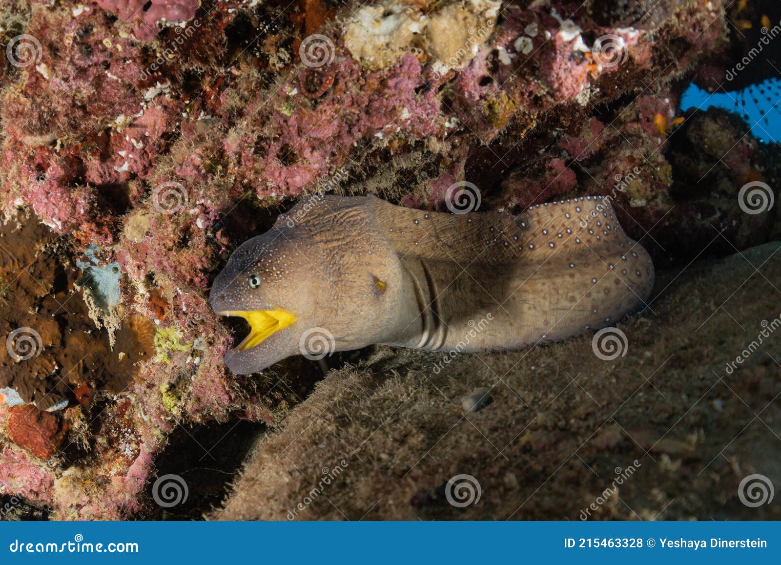 Moray Eel Mooray Lycodontis Undulatus in the Red Sea, Eilat Israel