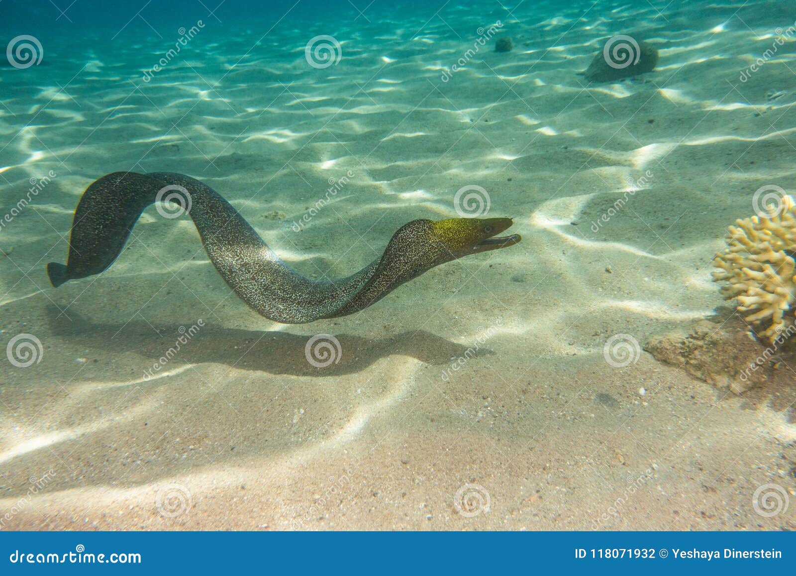 moray eel in the red sea, eilat israel a.e