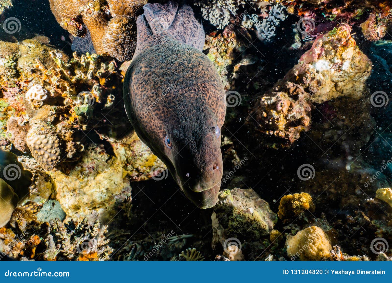 Moray Eel Mooray Lycodontis Undulatus in the Red Sea, Stock Photo
