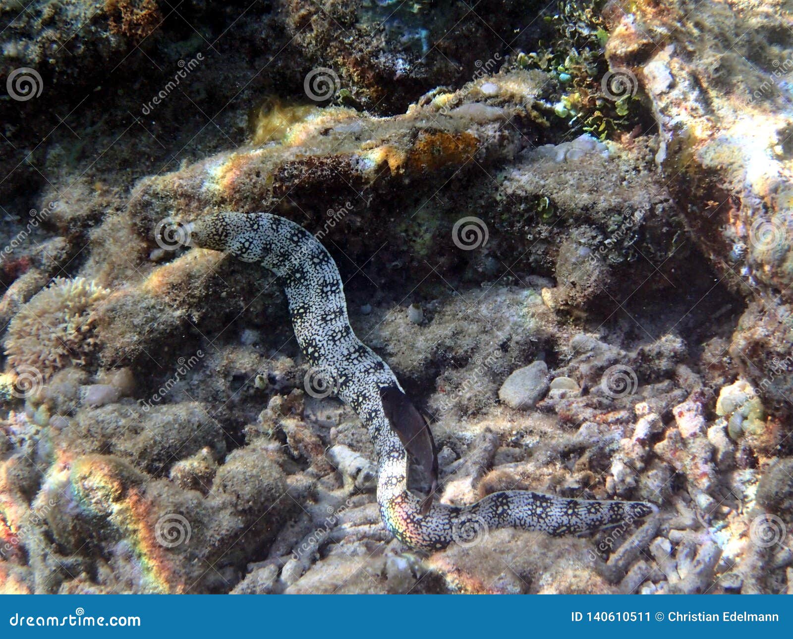 moray eel muraenidae - gili air indonesia asia