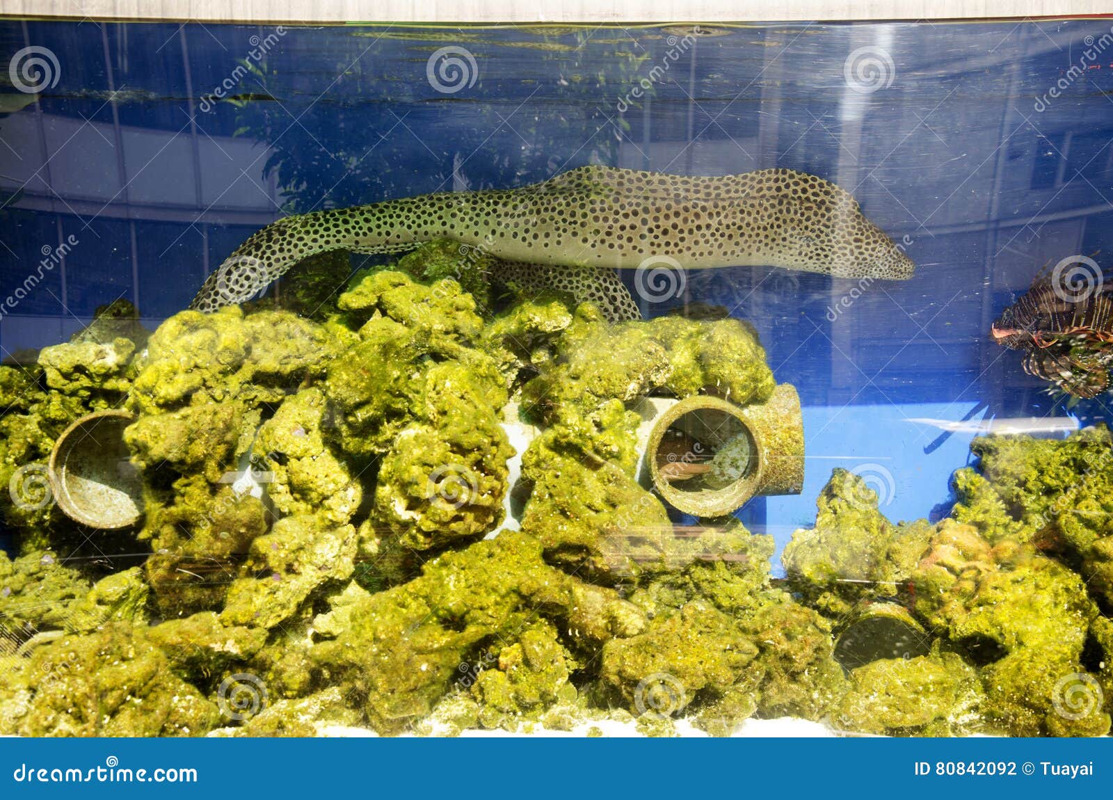 Moray Eel Swim in Aquarium Glass Tank Stock Photo Image of animal