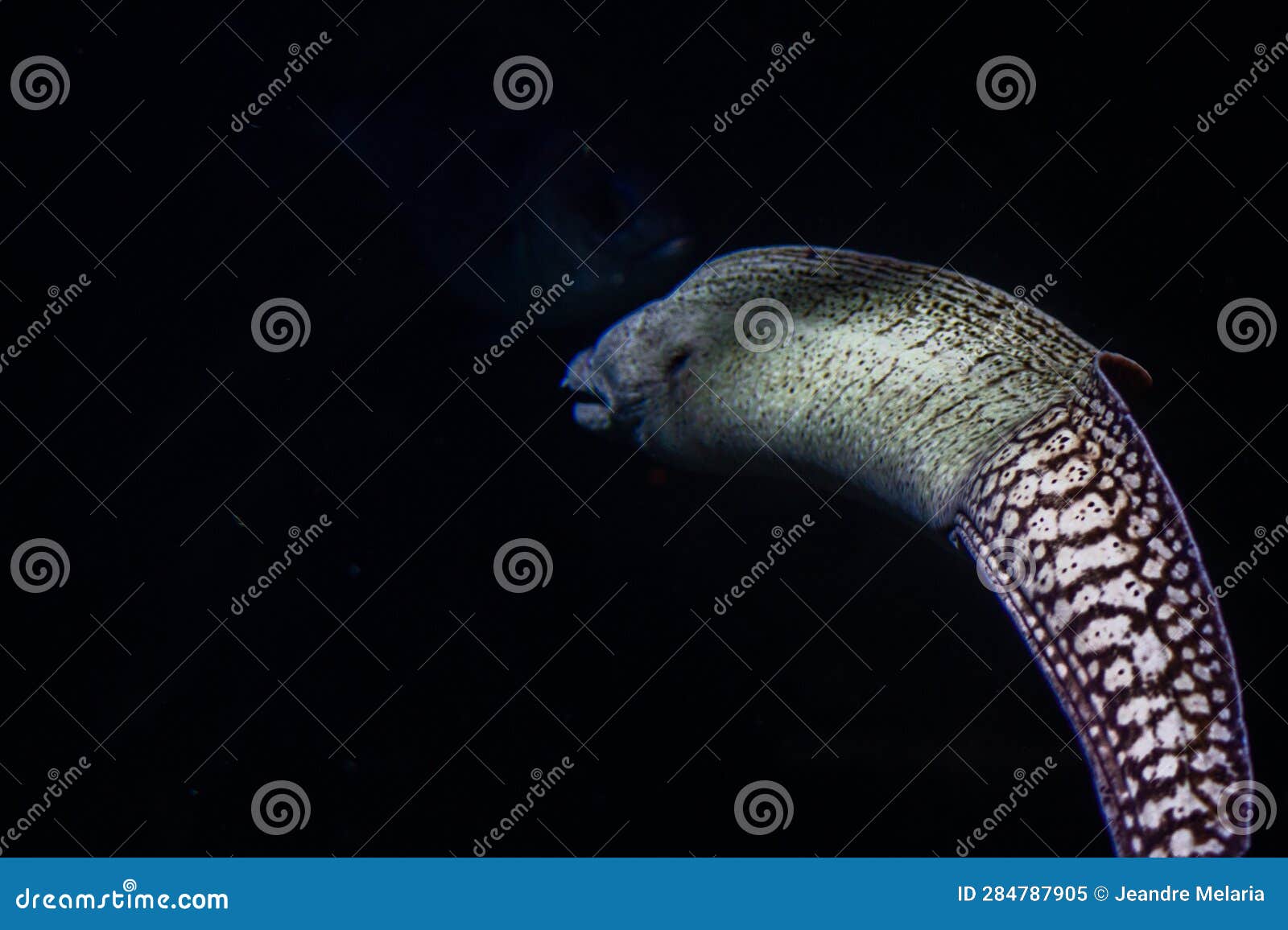 Moray Eel Swimming in the Dark Water of the Aquarium Stock Image Image of moray, water 284787905