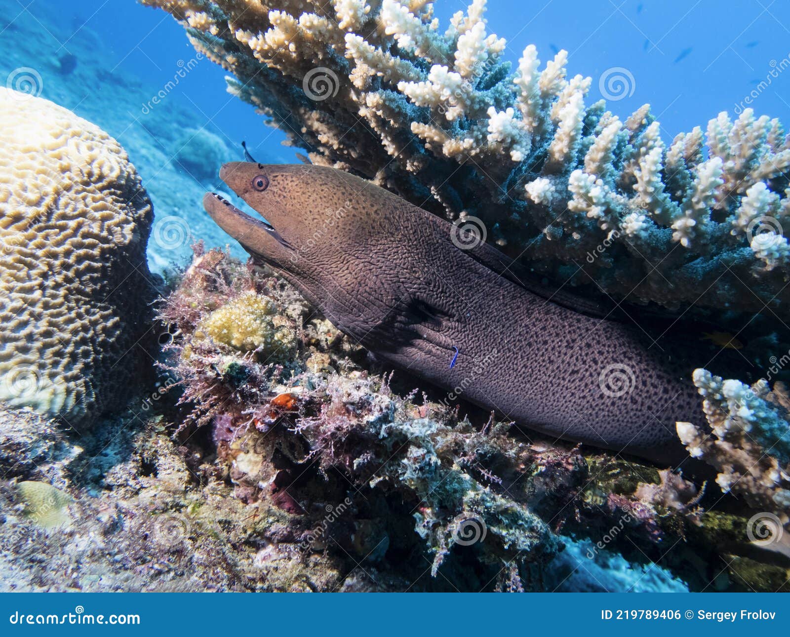 Moray Eel Under a Coral on a Reef at the Bottom of the Indian Ocean
