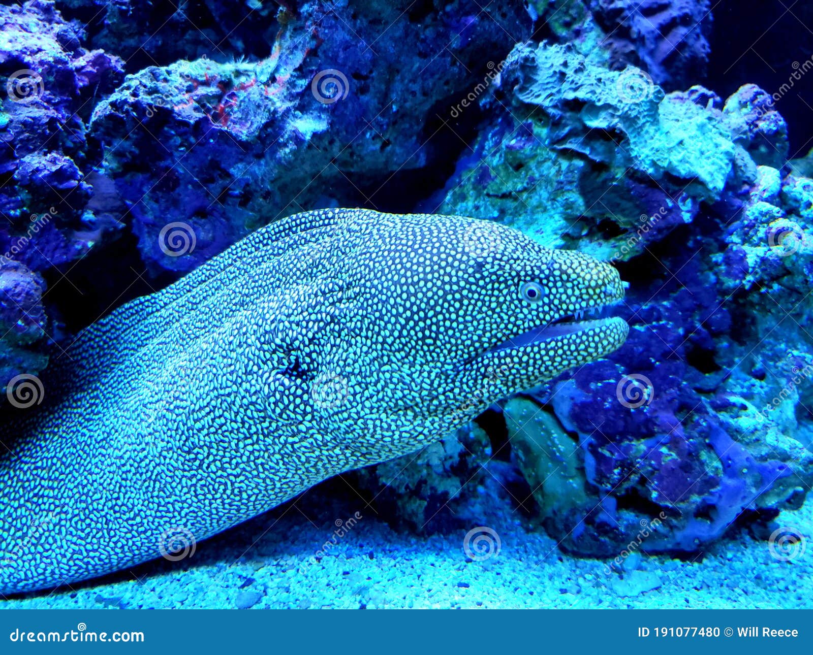 Moray eel in Maui stock photo. Image of tropic, reef 191077480