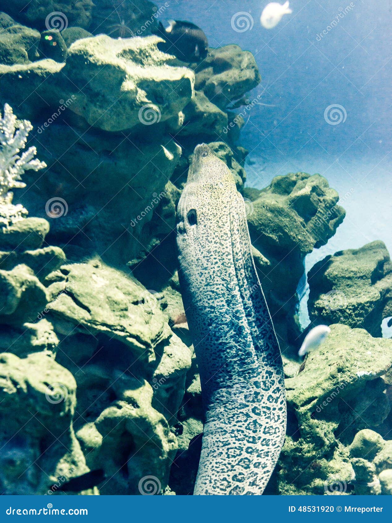 Moray Eel stock photo. Image of fish, aquatic, landscape 48531920