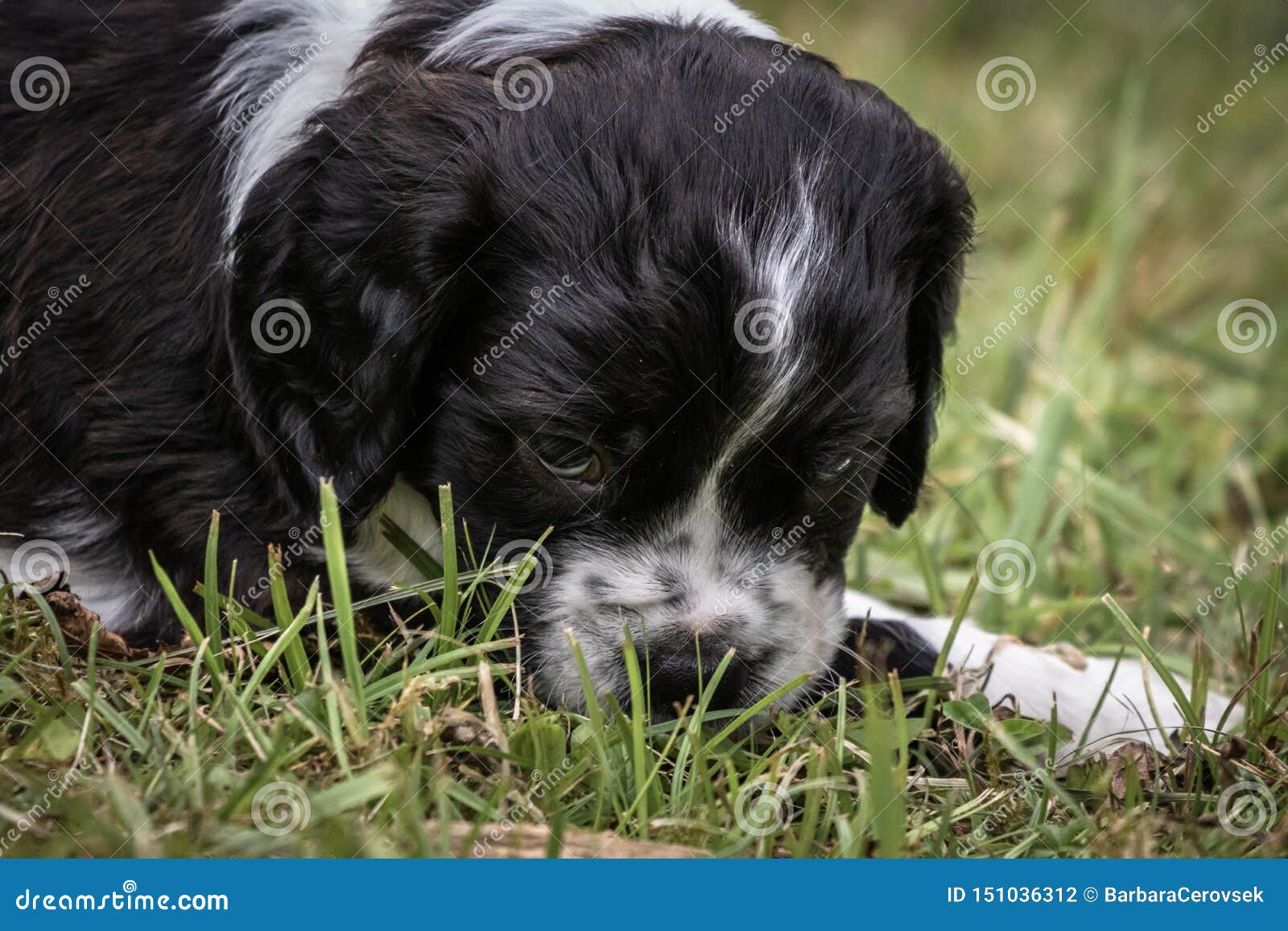 Morceau De Portrait De Chiot De Chien D Epagneul De Bretagne De Bebe De Jeu Et De Mordre De Bois Noir Et Blanc Mignon Et Curieux Photo Stock Image Du Mordre Canin Morceau De Portrait De Chiot De Chien D Epagneul De Bretagne De Bebe De Jeu Et De Mordre De Bois Noir Et Blanc Mignon Et Curieux Photo Stock Image Du Mordre Canin