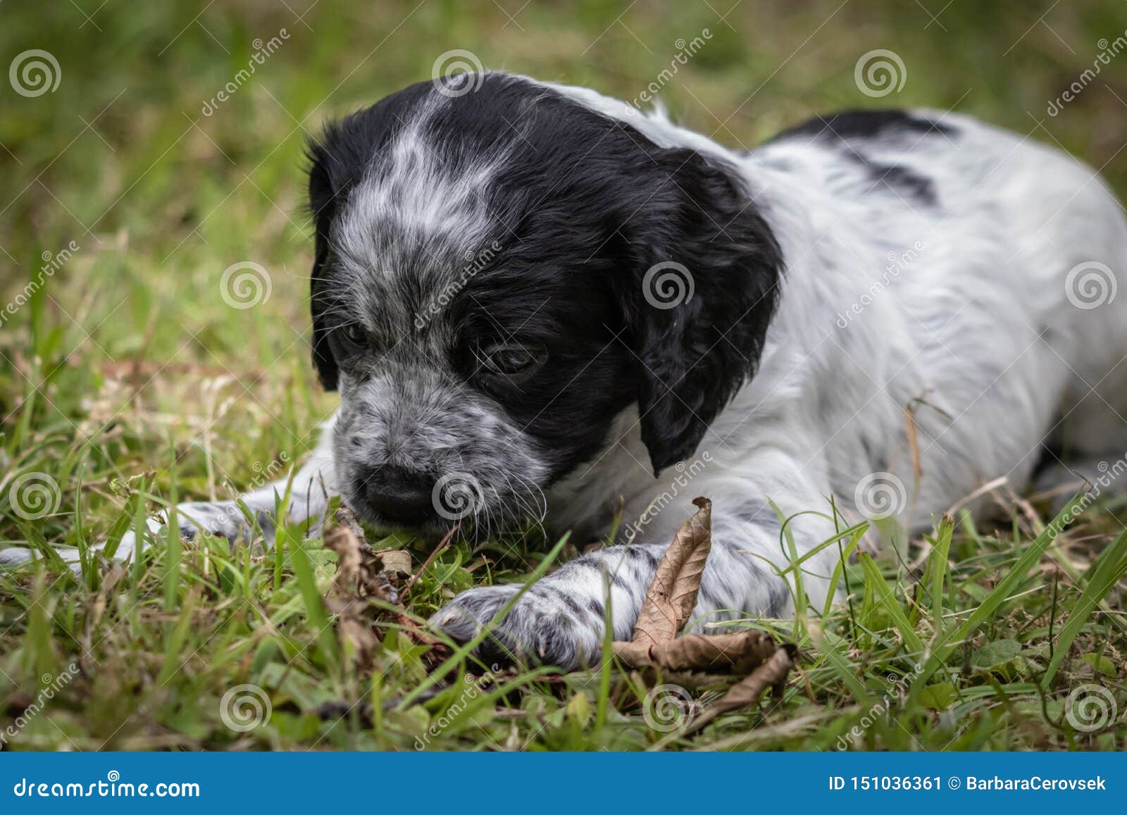 Morceau De Portrait De Chiot De Chien D Epagneul De Bretagne De Bebe De Jeu Et De Mordre De Bois Noir Et Blanc Mignon Et Curieux Image Stock Image Du Crabot Caresser Morceau De Portrait De Chiot De Chien D Epagneul De Bretagne De Bebe De Jeu Et De Mordre De Bois Noir Et Blanc Mignon Et Curieux Image Stock Image Du Crabot Caresser