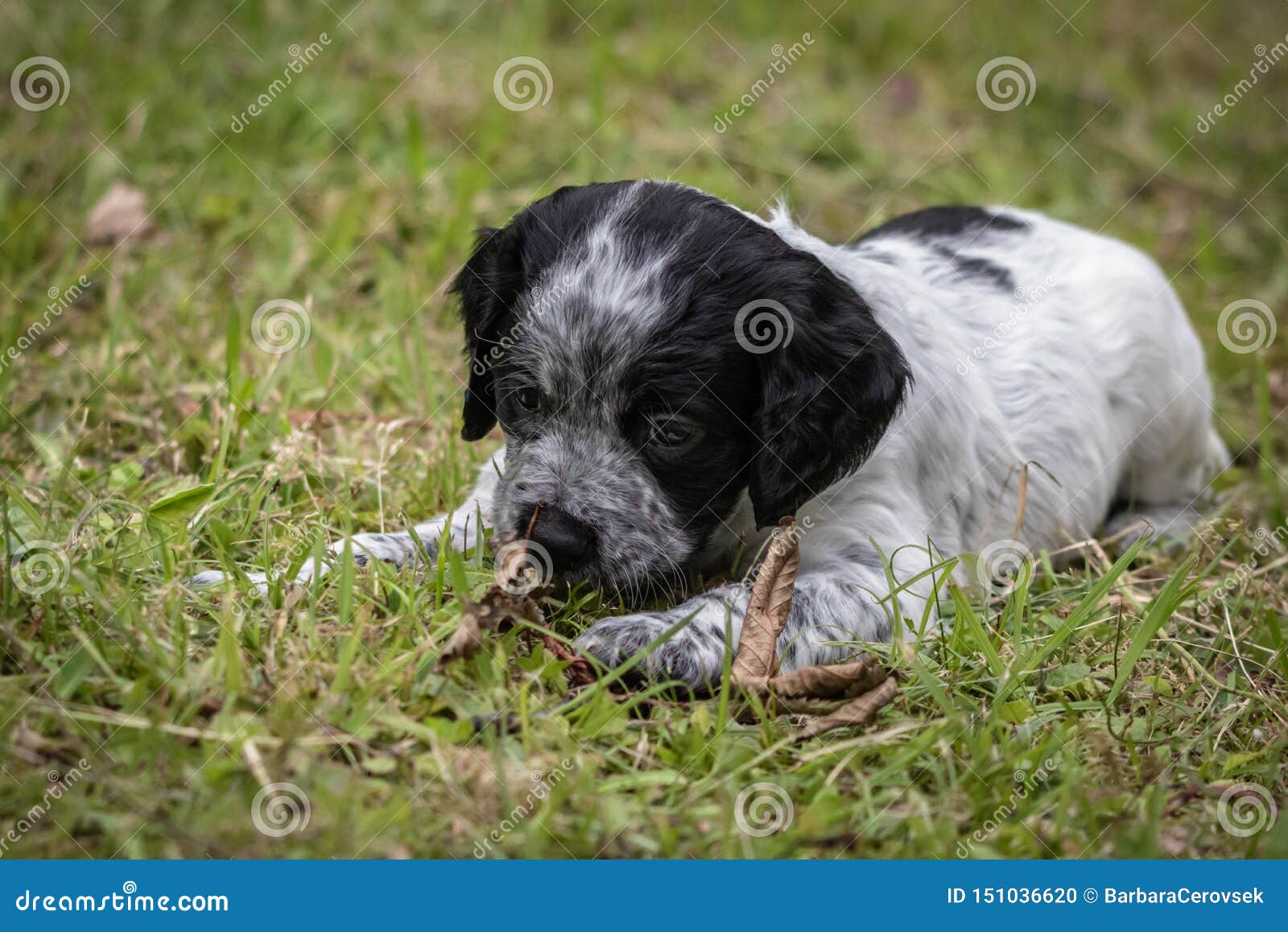 Morceau De Portrait De Chiot De Chien D Epagneul De Bretagne De Bebe De Jeu Et De Mordre De Bois Noir Et Blanc Mignon Et Curieux Photo Stock Image Du Chasse Curieux Morceau De Portrait De Chiot De Chien D Epagneul De Bretagne De Bebe De Jeu Et De Mordre De Bois Noir Et Blanc Mignon Et Curieux Photo Stock Image Du Chasse Curieux