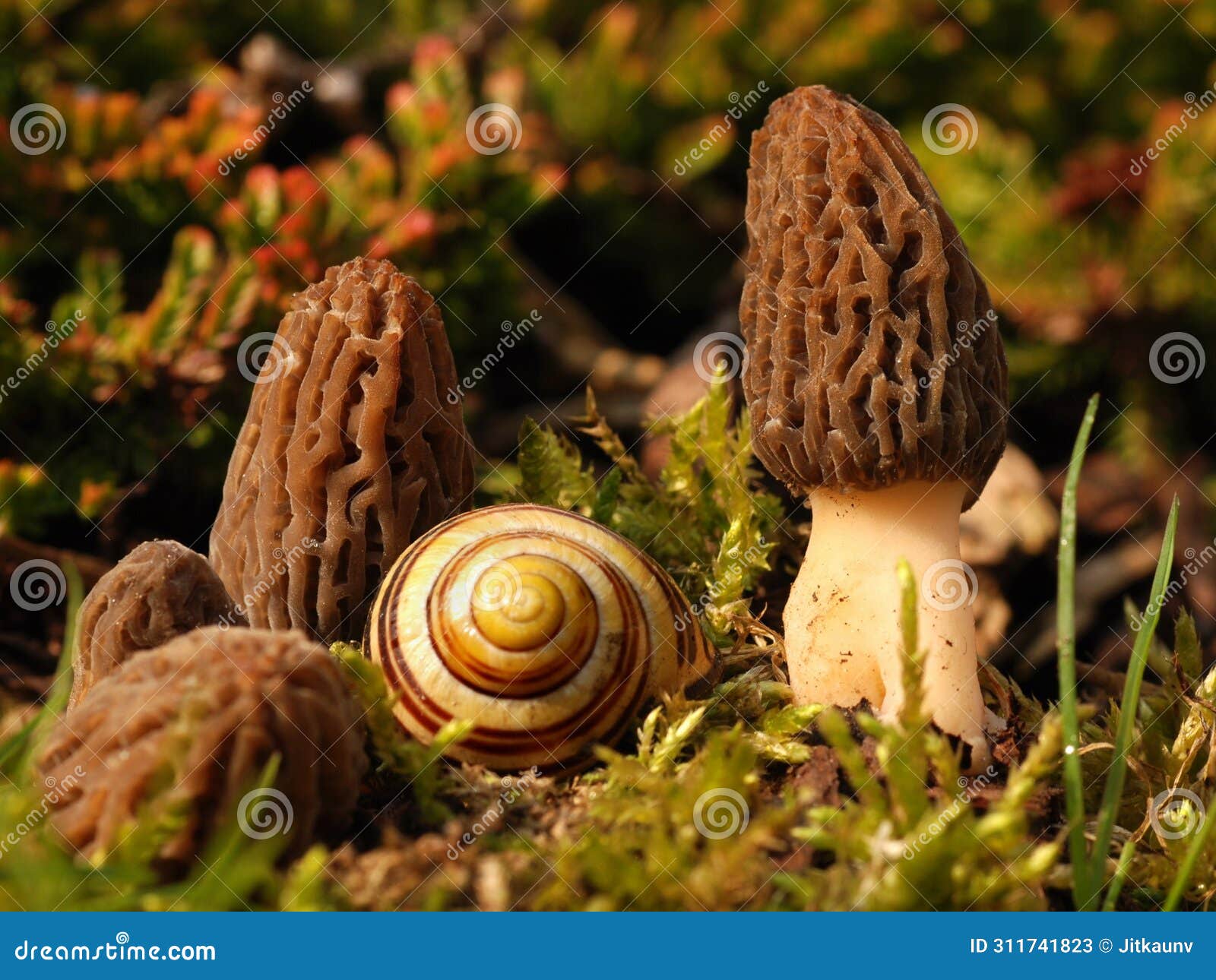 morchella, edible mushroom.