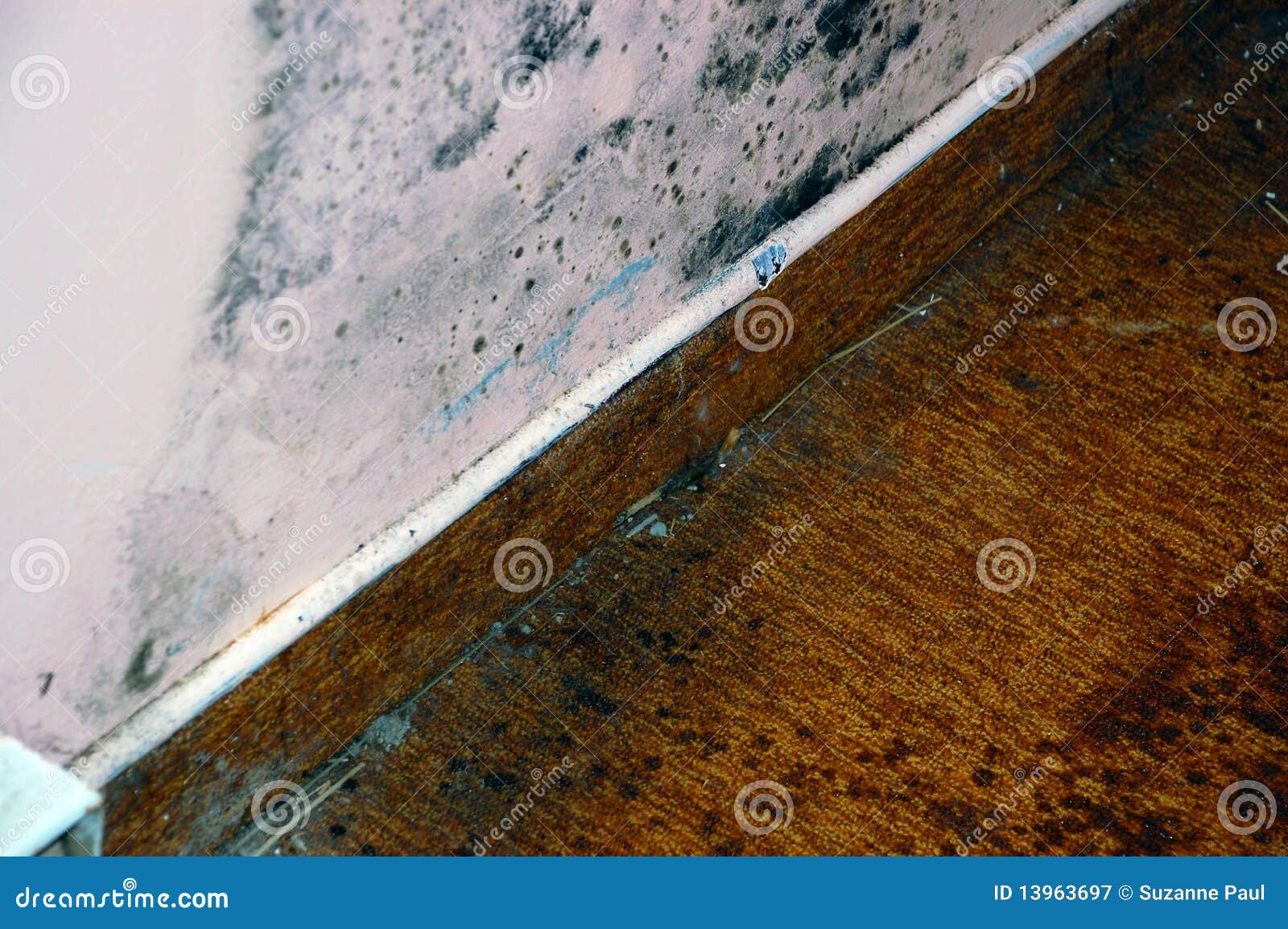 More Apartment Mold stock image. Image of health, mold 13963697