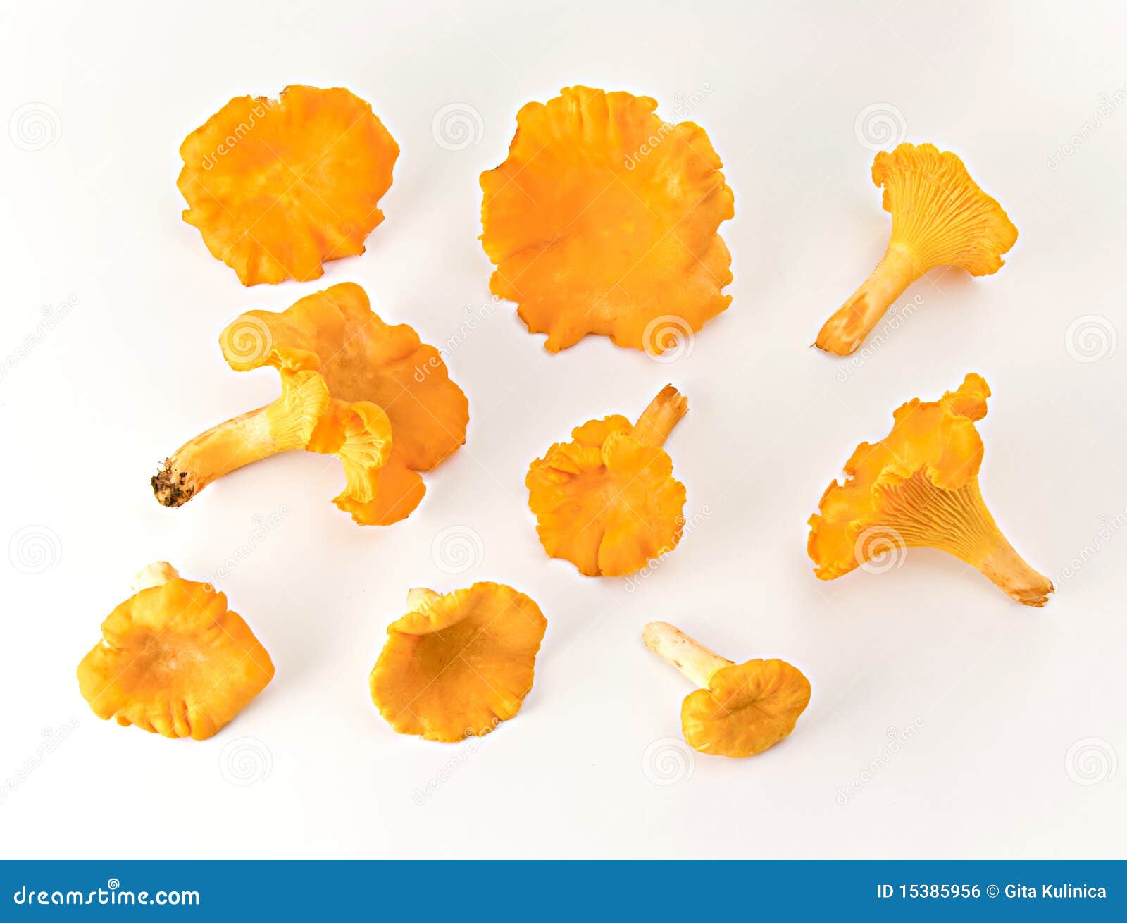 More chanterelles stock photo. Image of vegetable, group 15385956