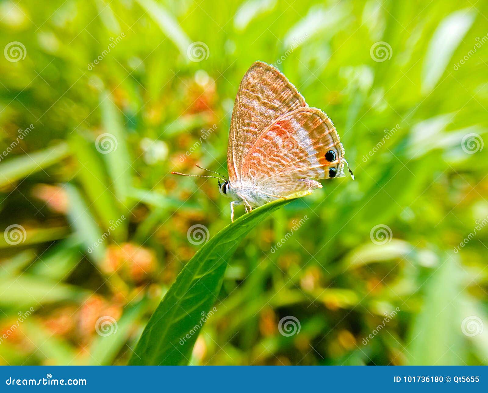 Butterfly stock photo. Image of butterfly, like, wings 101736180