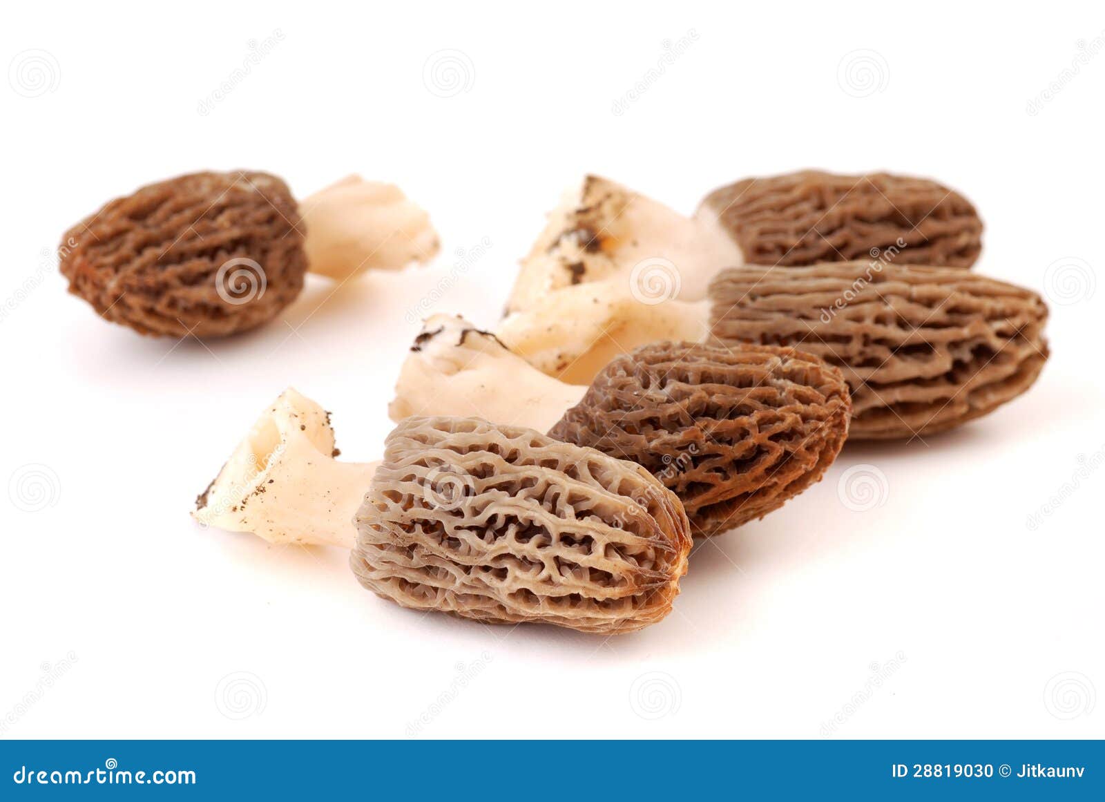 Morel stock photo. Image of food, snack, woods, valuable 28819030