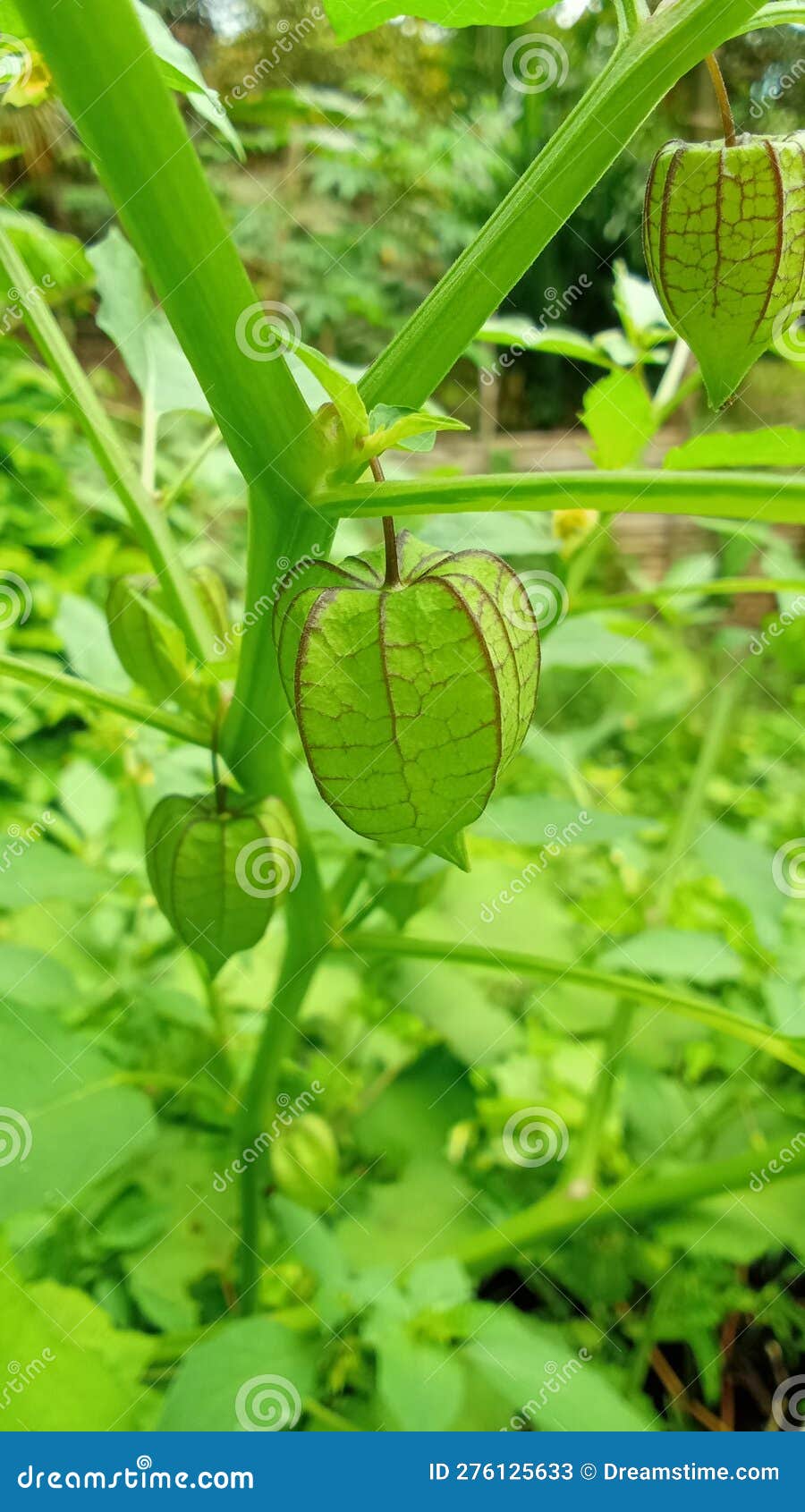 Morel Berry is a Fruit that Has Many Health Benefits Stock Image